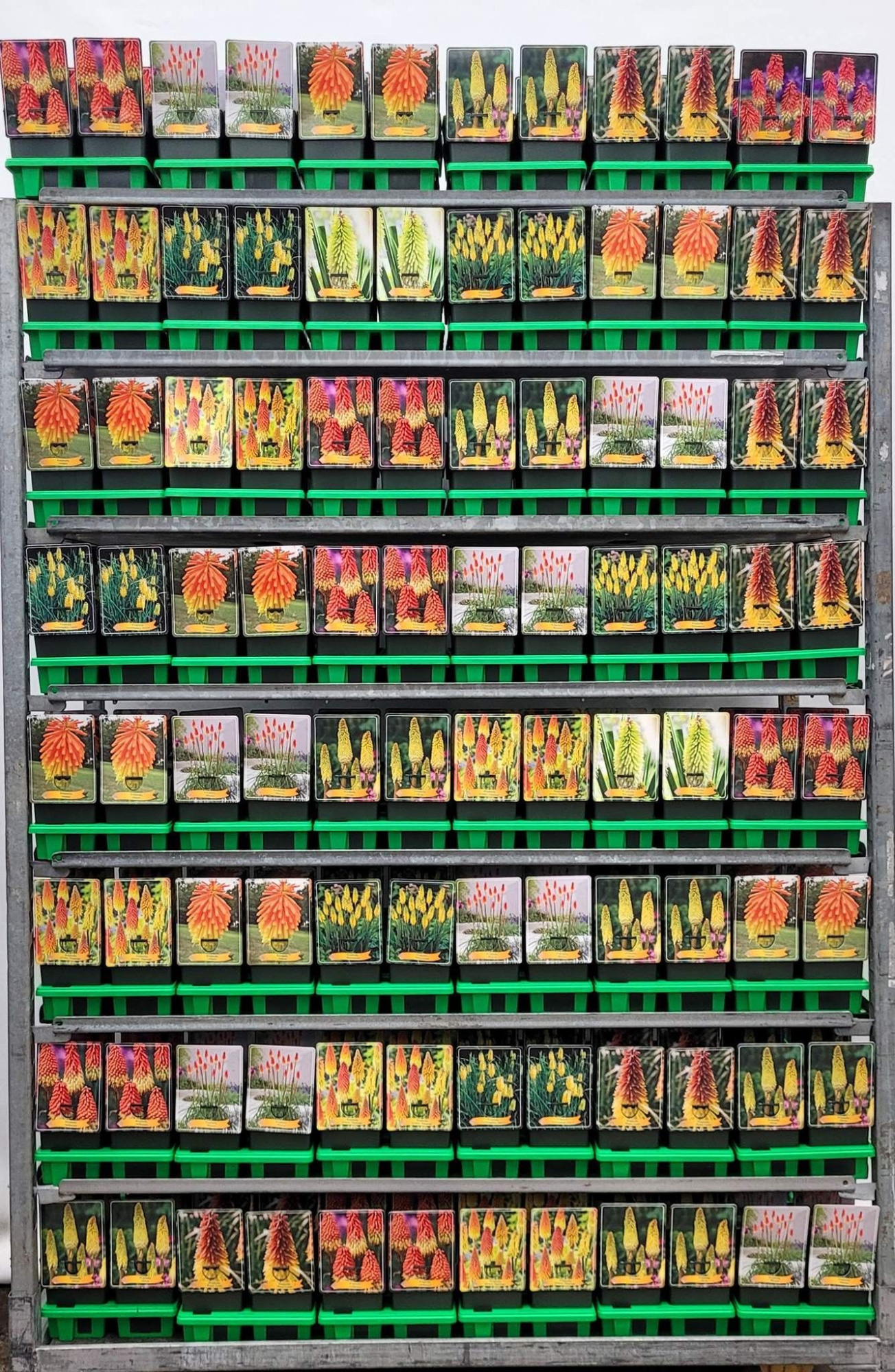 Kniphofia Mix CC P11, D 11 cm