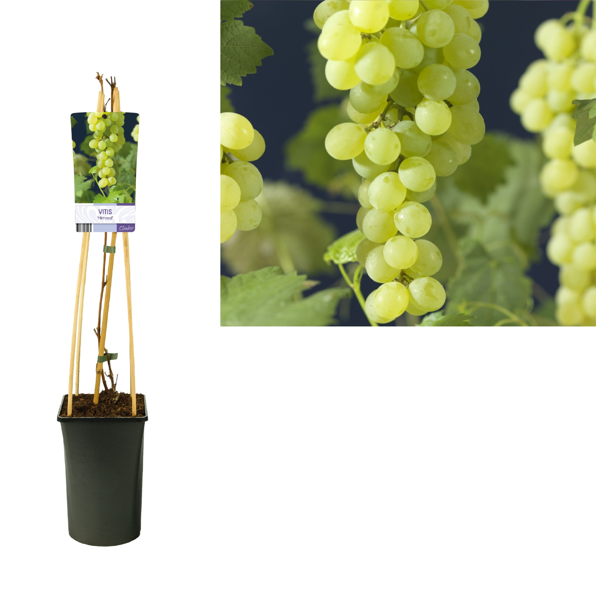 Vitis 'Himrod' +light label, D 17 cm