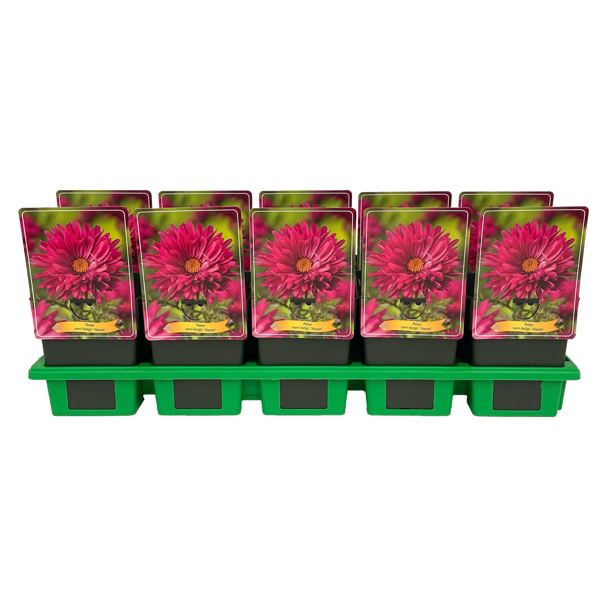 Aster novi-belgii 'Neron' P11, D 11 cm