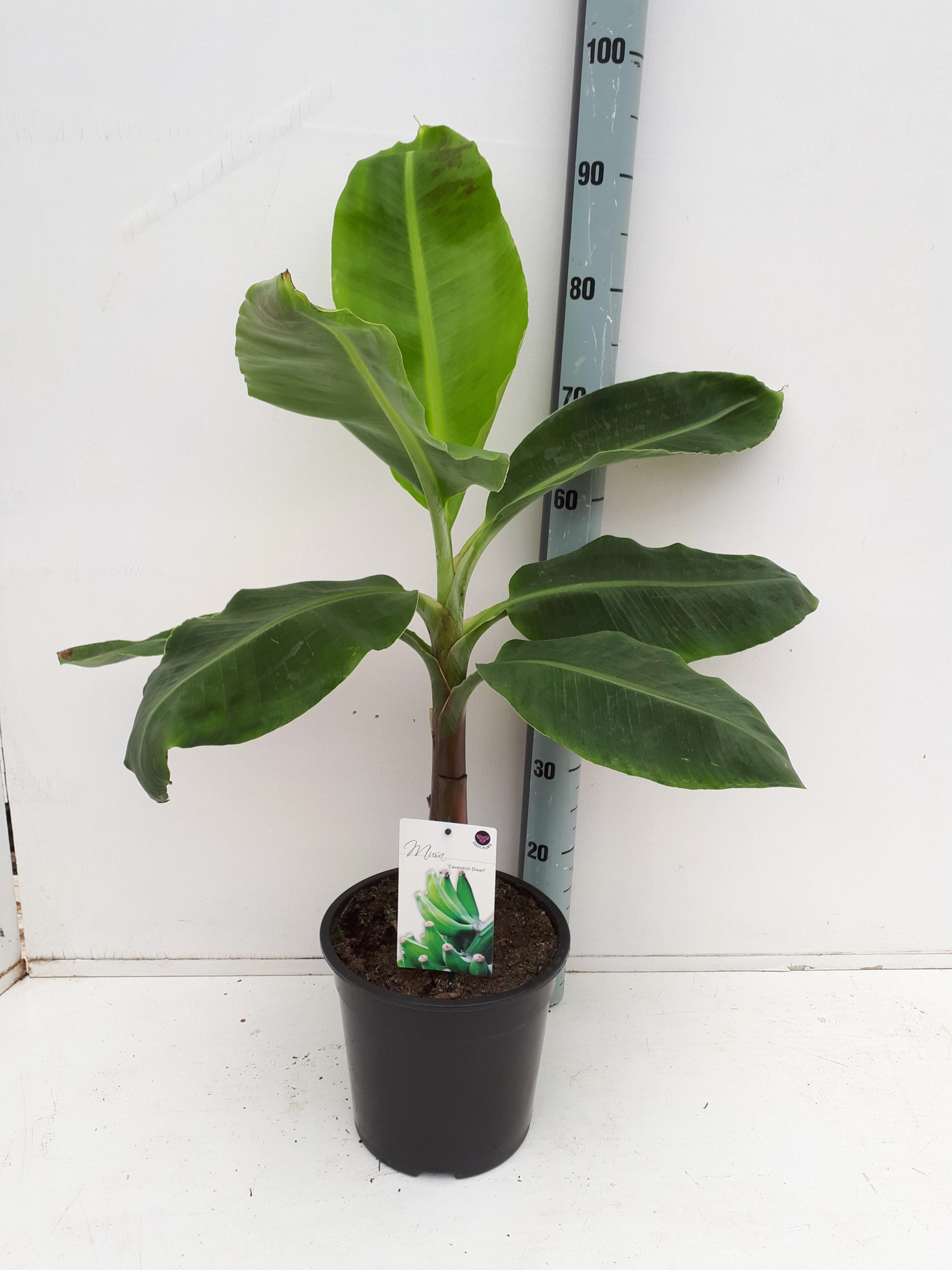 Musa 'Dwarf Cavendish', D 24 cm