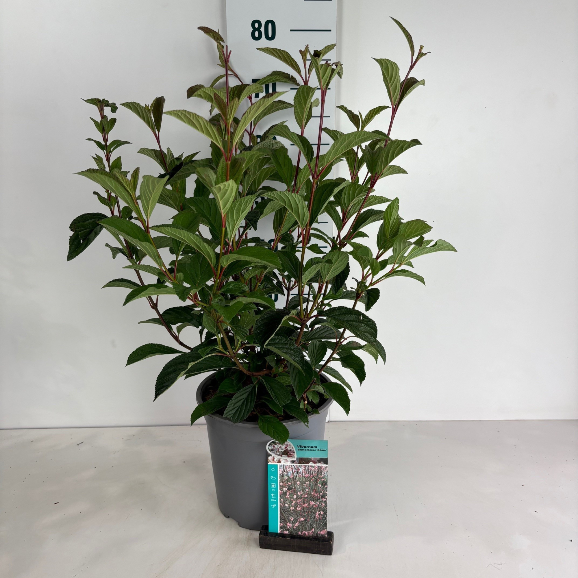 Viburnum bodnantense Dawn, D 24 cm