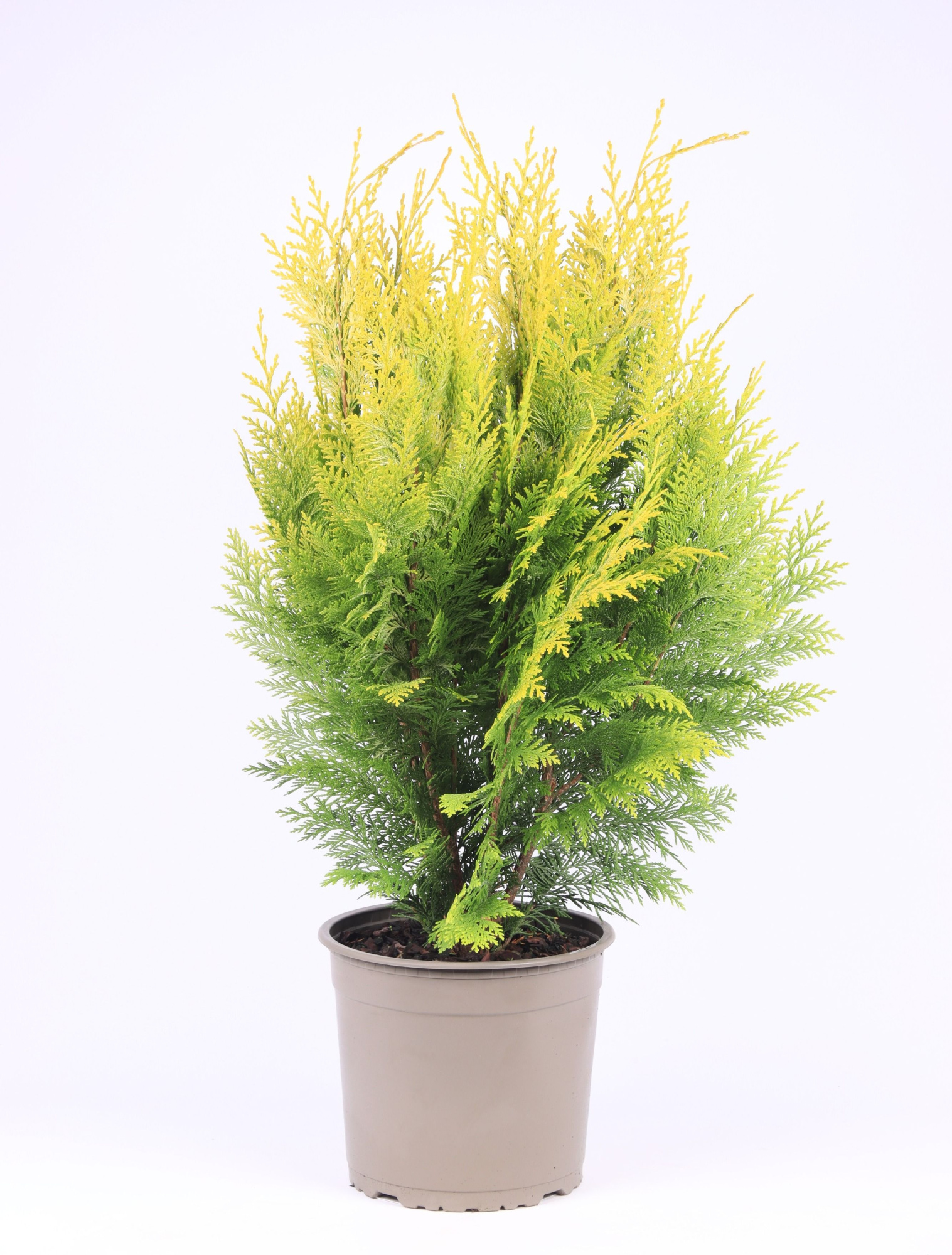 Chamaecyparis lawsoniana 'Ivonne', D 23