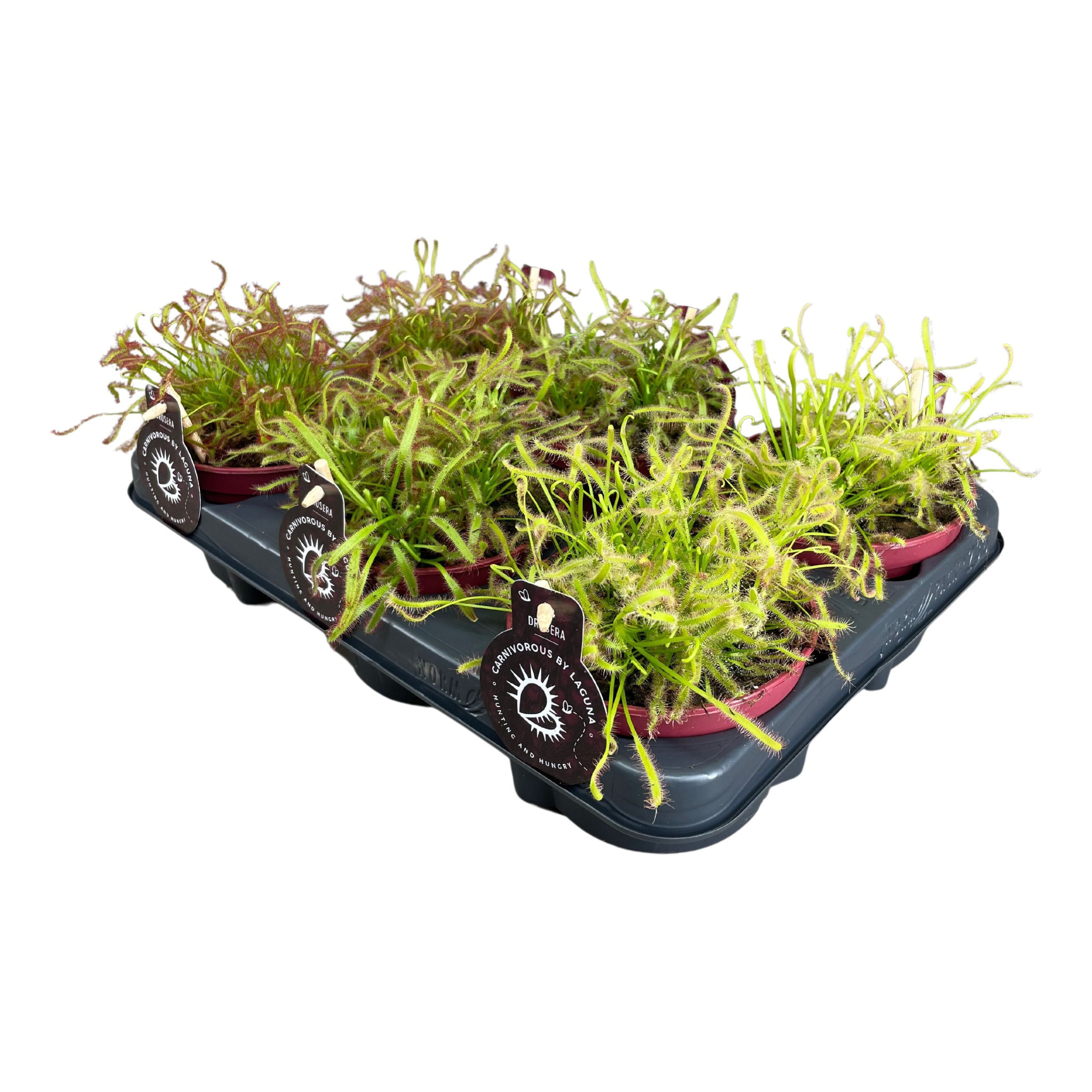 Drosera Capensis 12 cm mix, D 12 cm