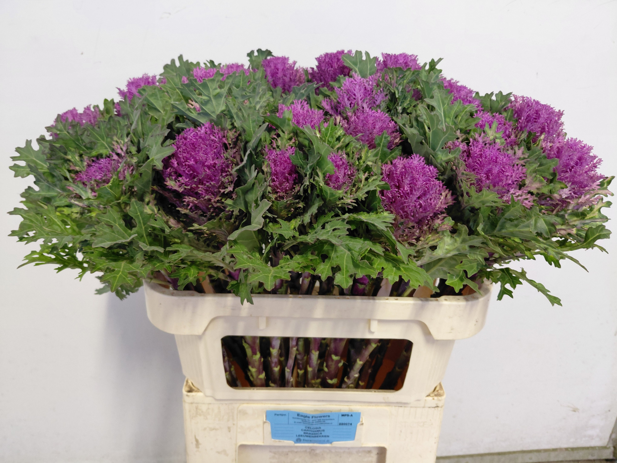 Брассика Крэйн Квин 75, шт.