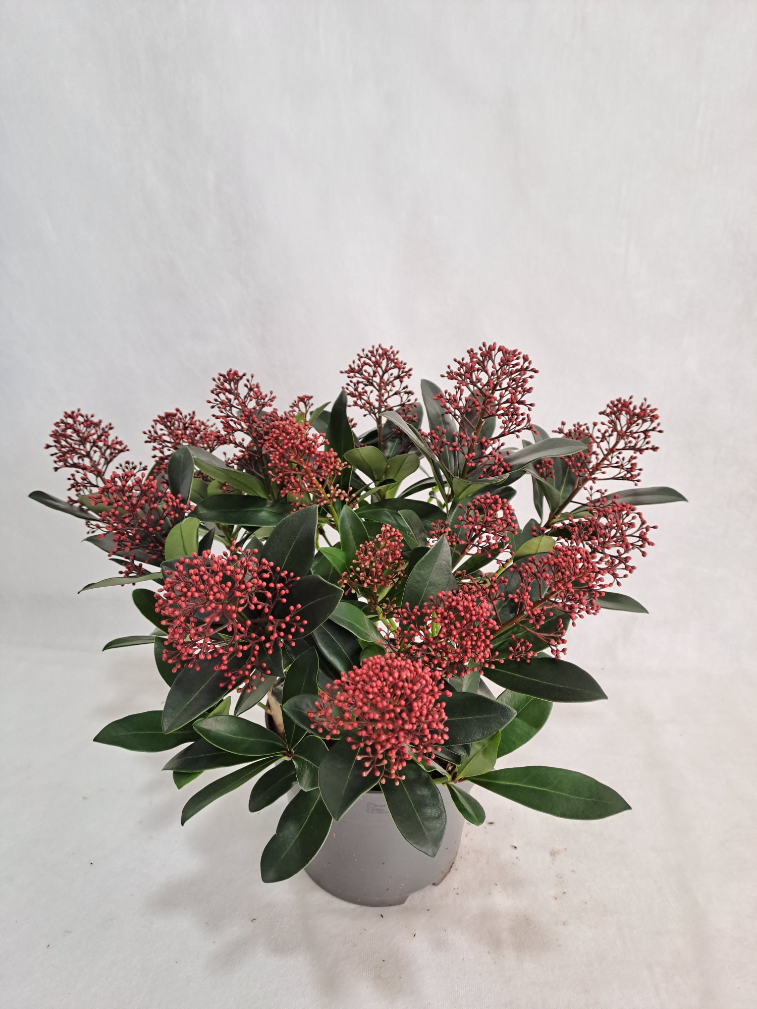 Skimmia Rubella P17 15-20 bloem, D 17 cm