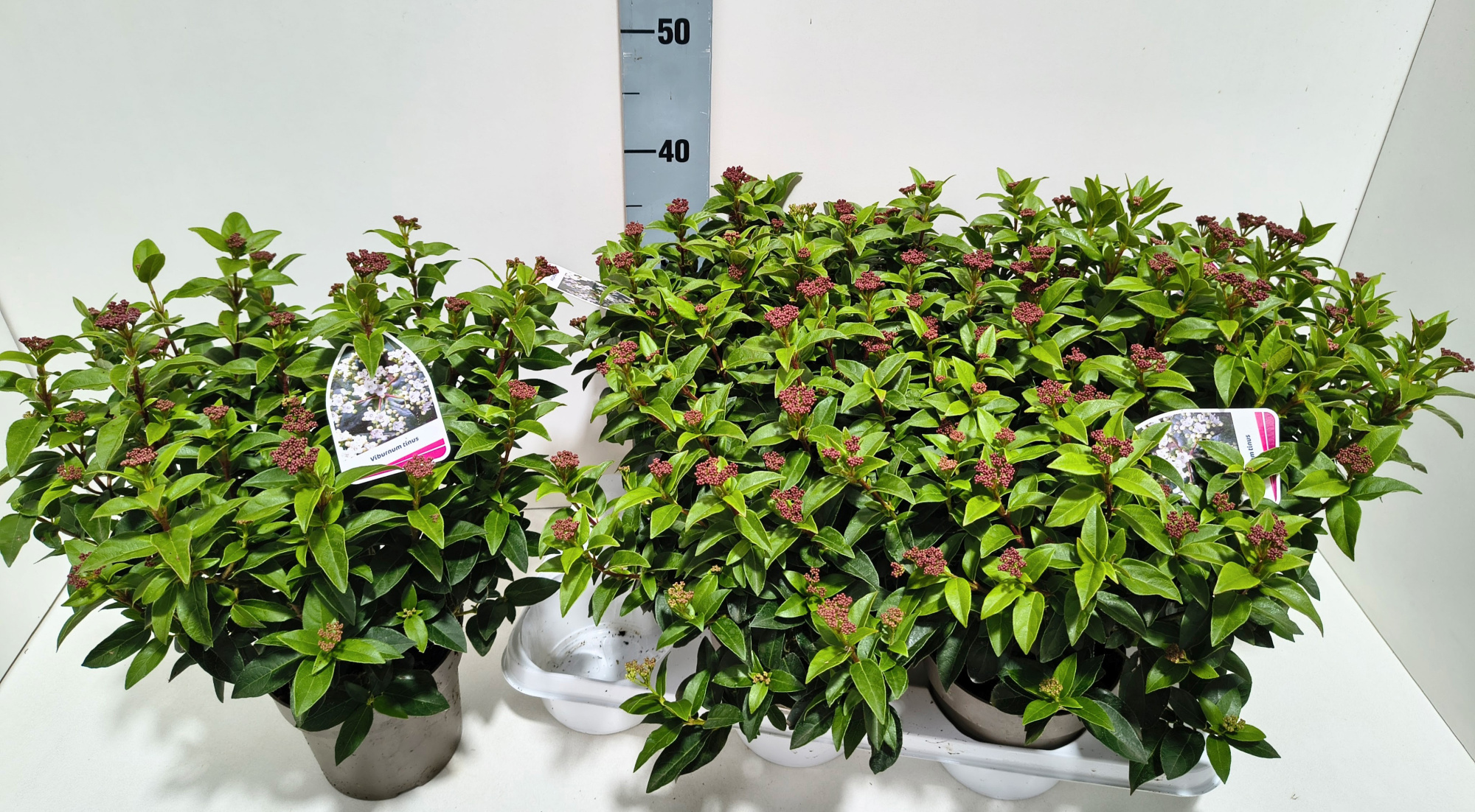 Viburnum tinus 15T, D 15 cm