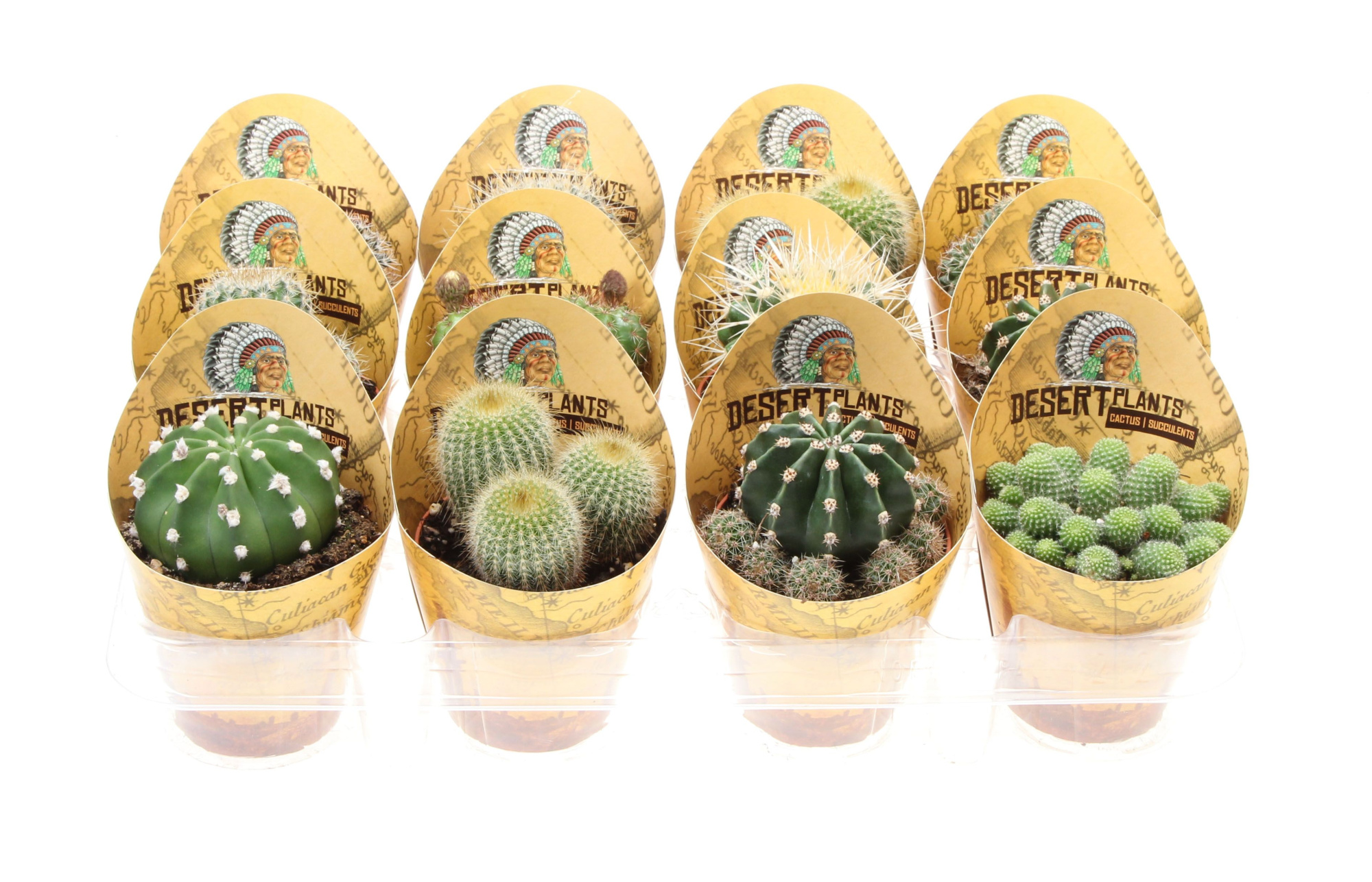 Potcover desert plants bol mix, D 8,5