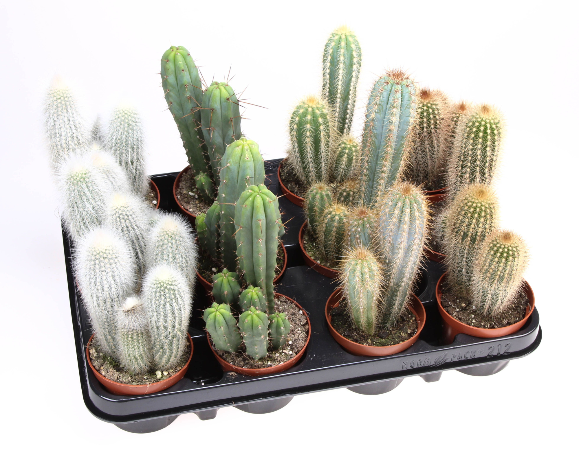 Cactus zuil mix, D 8,5 cm