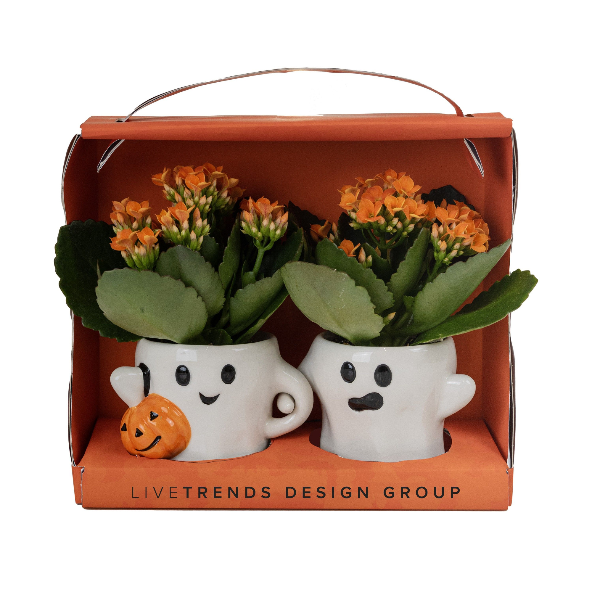 Ghost Couple in Giftbox with Kalanchoe mix, D 6 cm