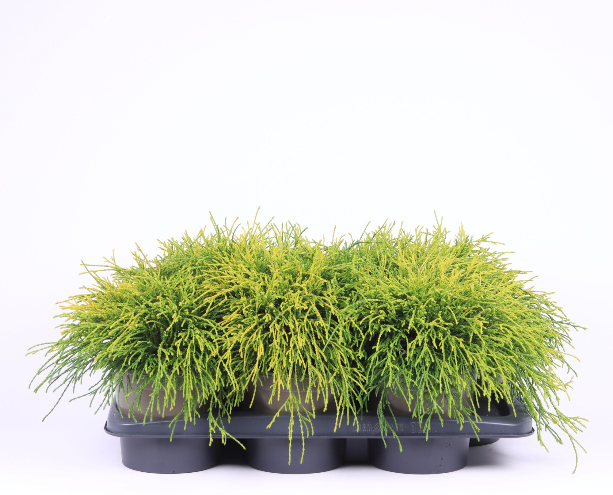 Chamaecyparis pisifera 'Sungold', D 17 cm