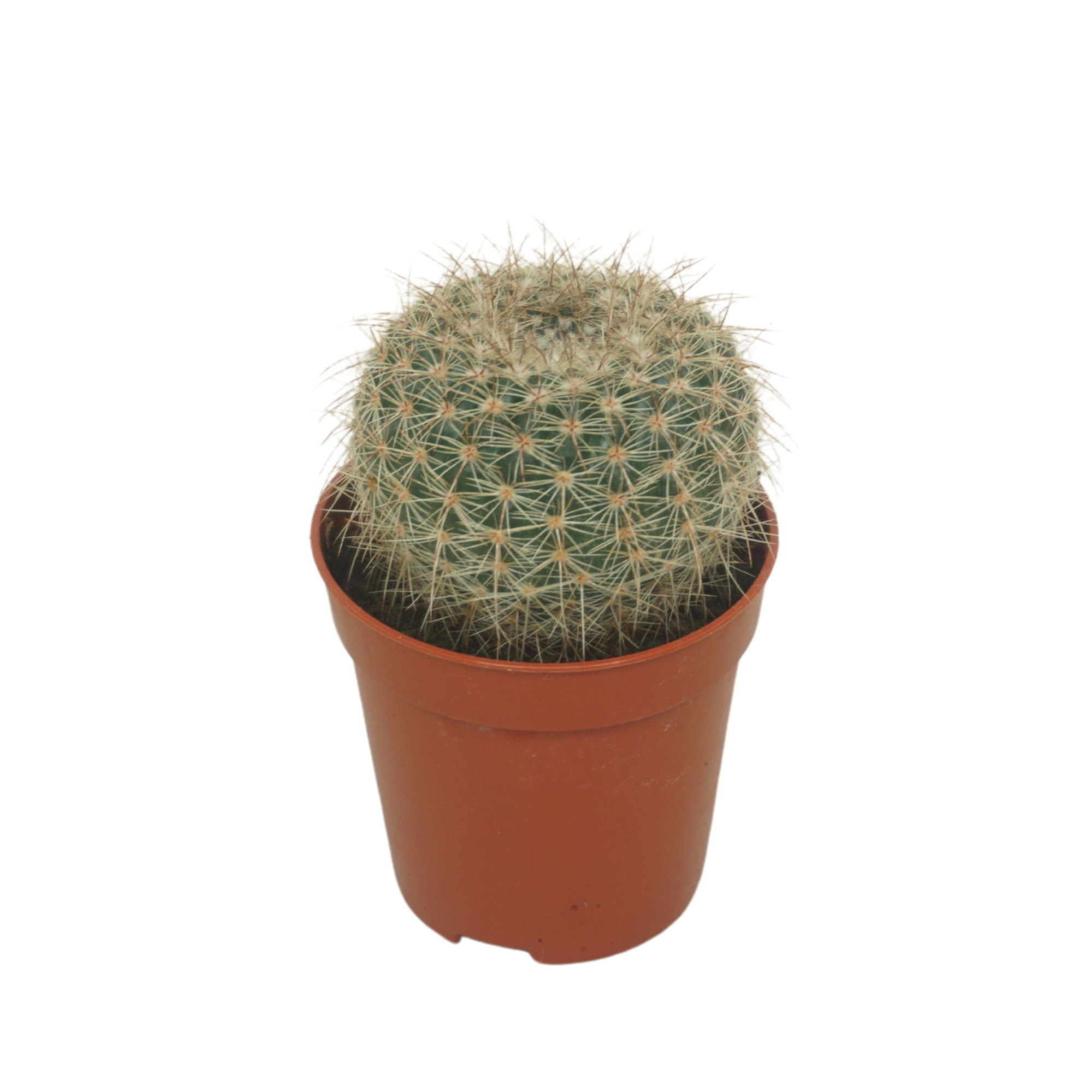 Notocactus roseoluteus 5,5 cm, D 5,5