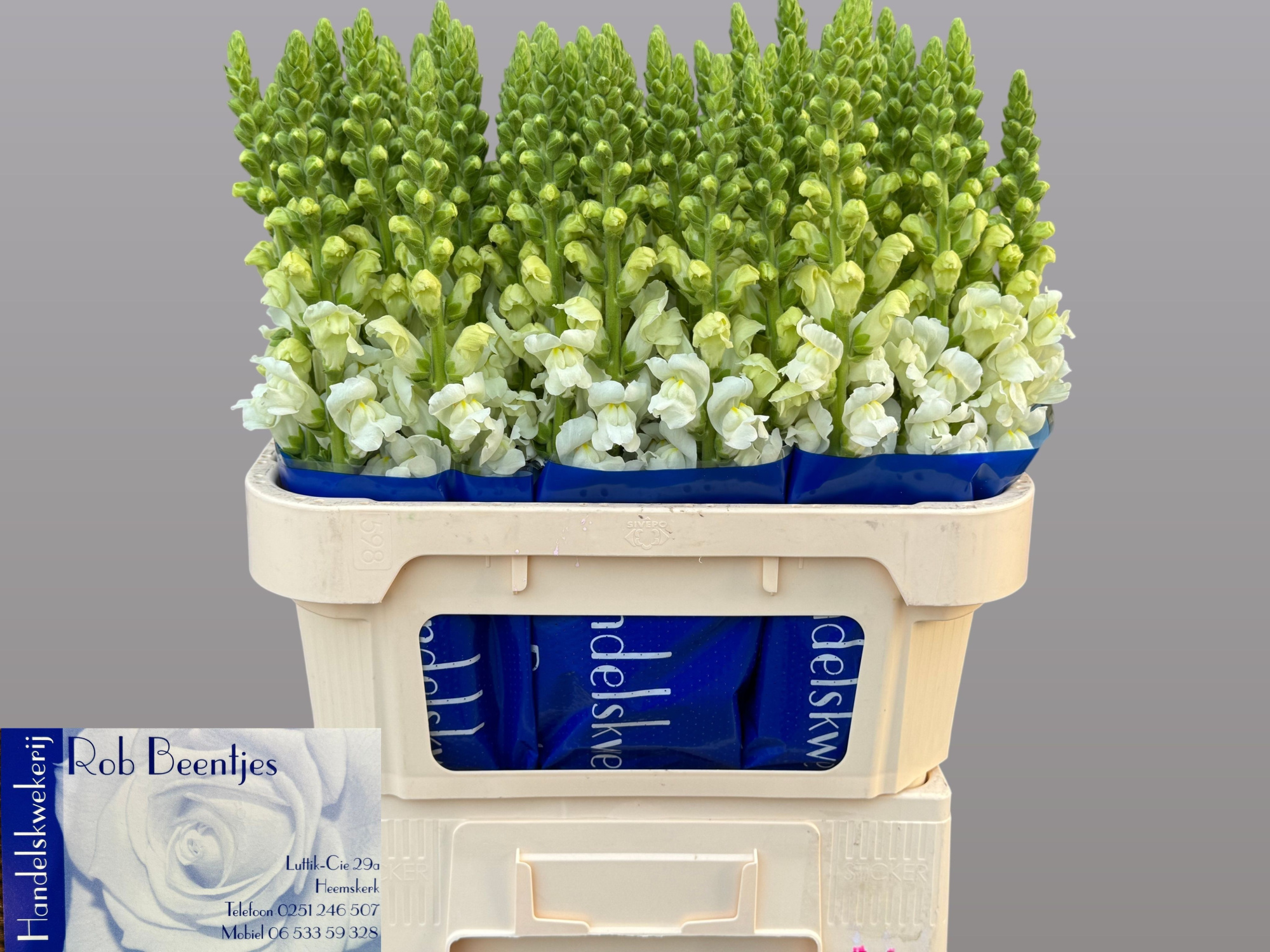 Антирринум Антибс Вайт, шт.