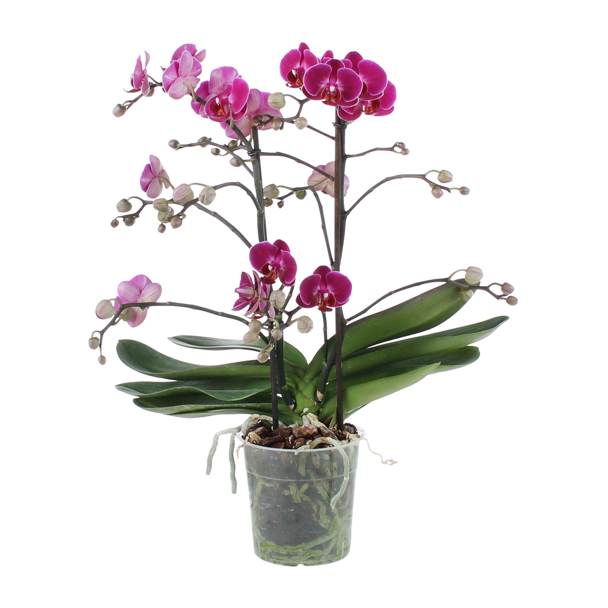 Colours P12 BO Diverse 2 spike, D 12