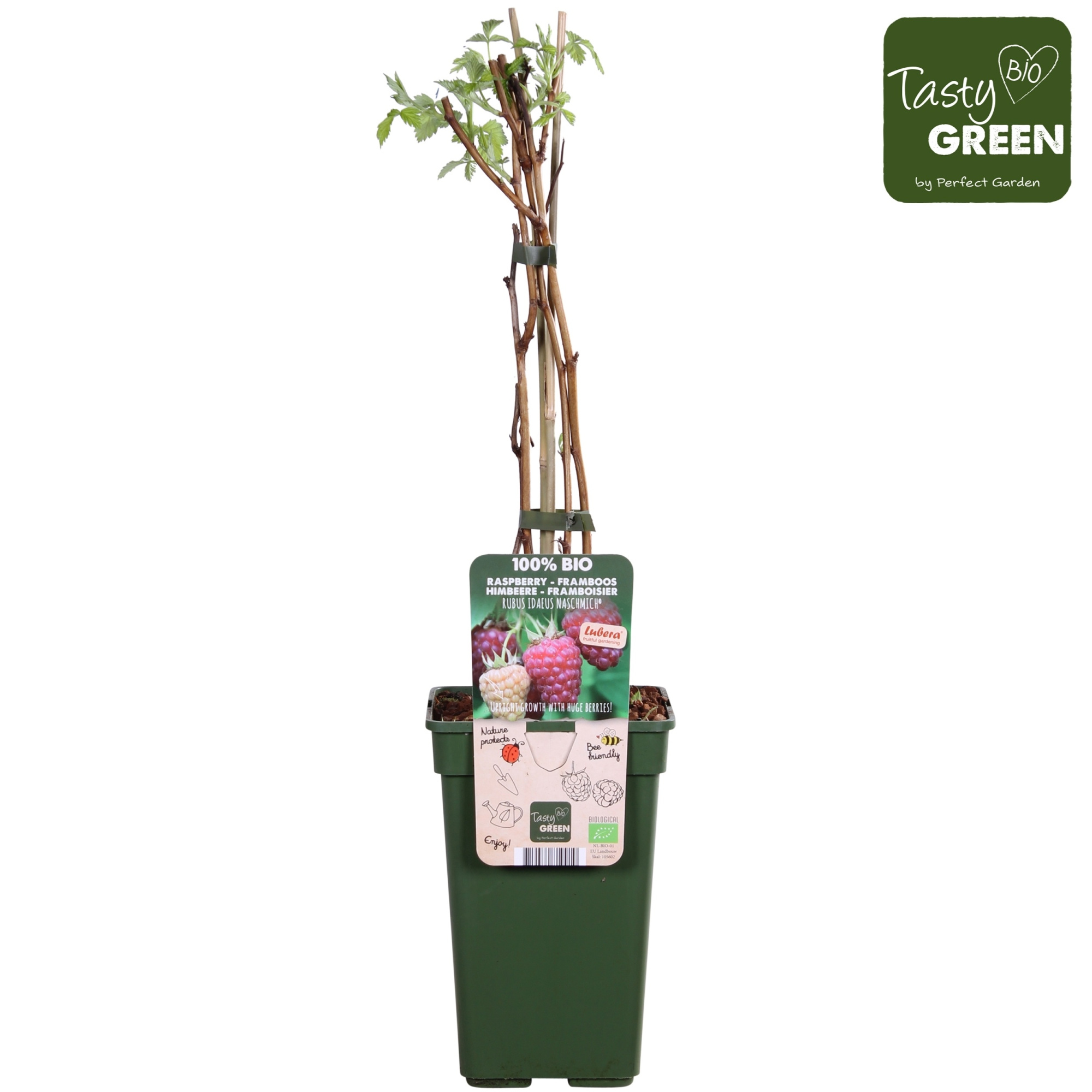 Rubus idaeus Naschmich® Bio P19, D 19