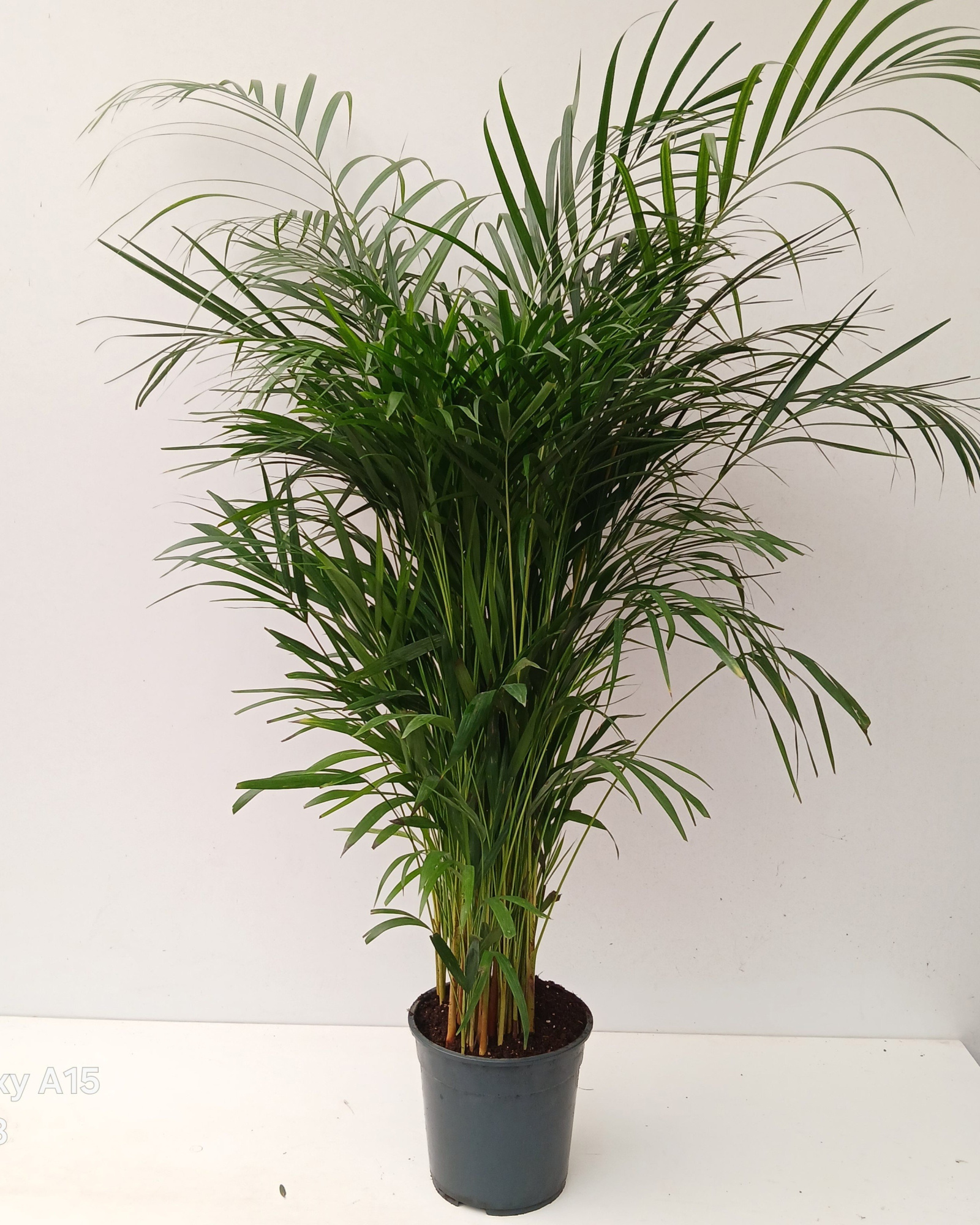 dypsis lutescens, D 24