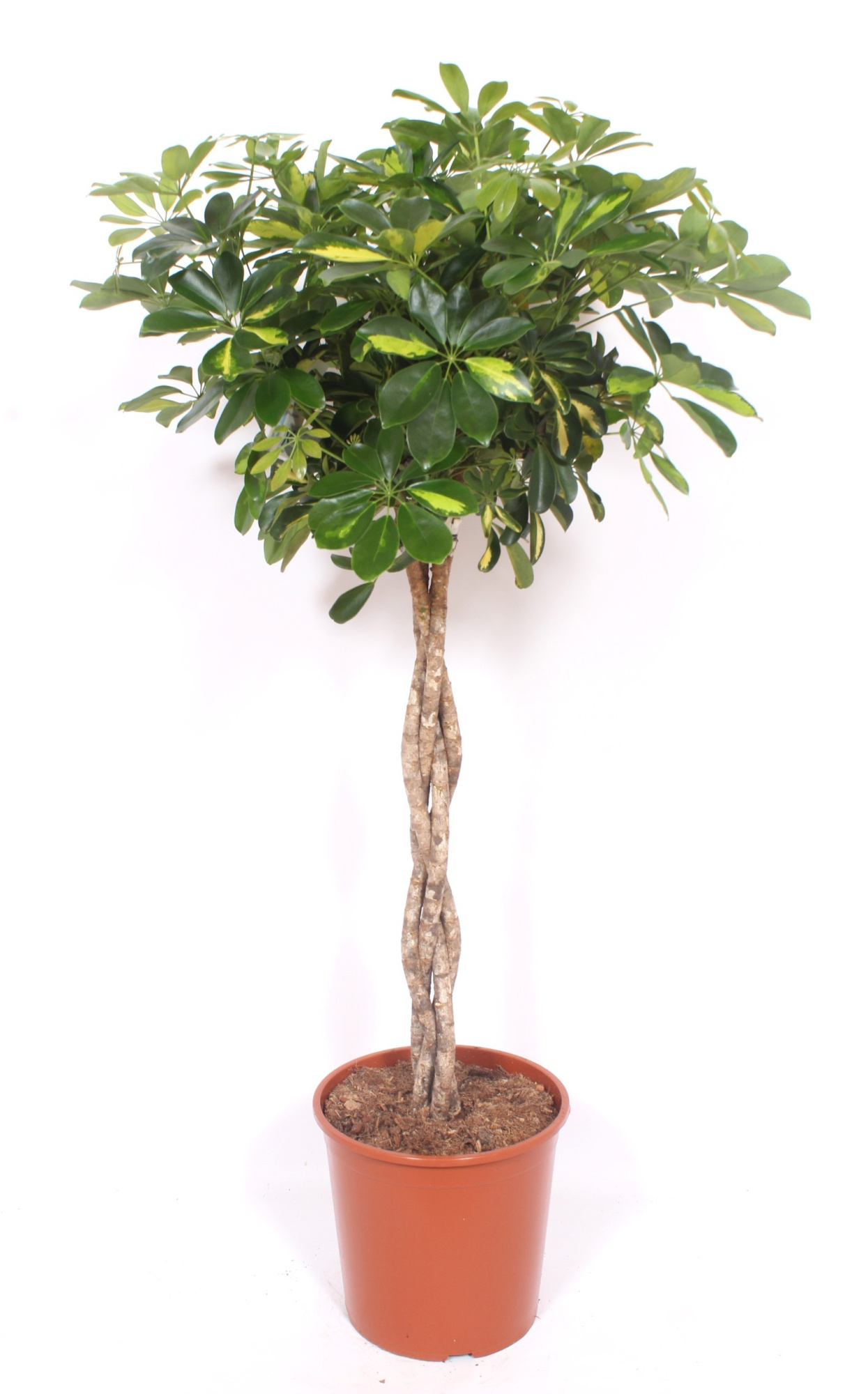 Schefflera Gold Capella, D 30 cm