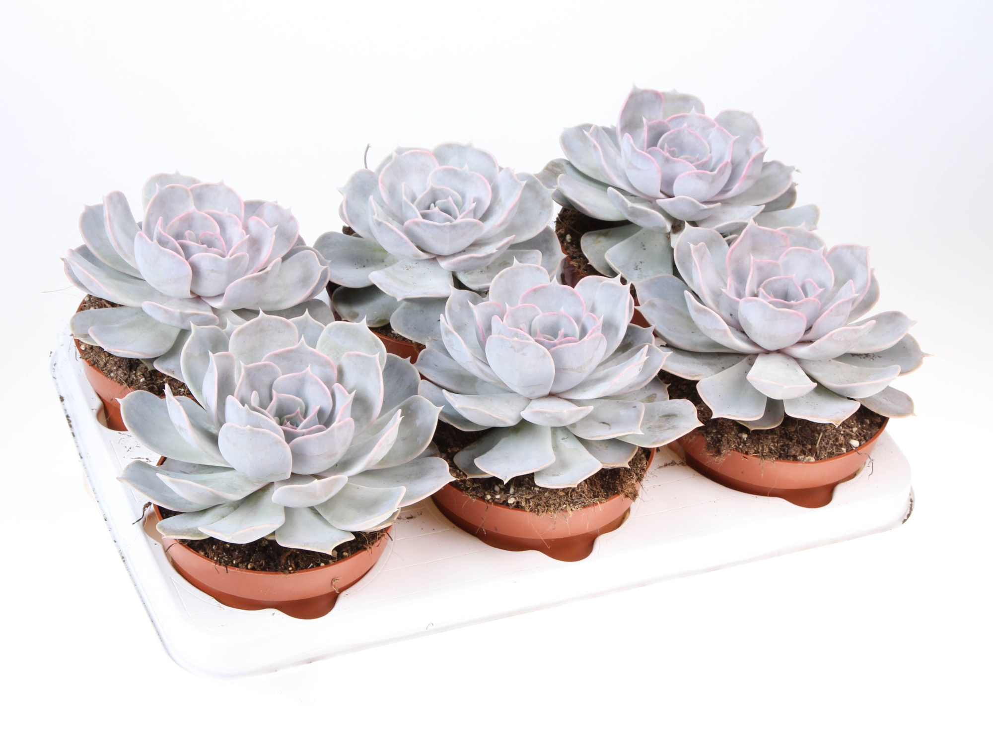 Echeveria Lilacina, D 12 cm