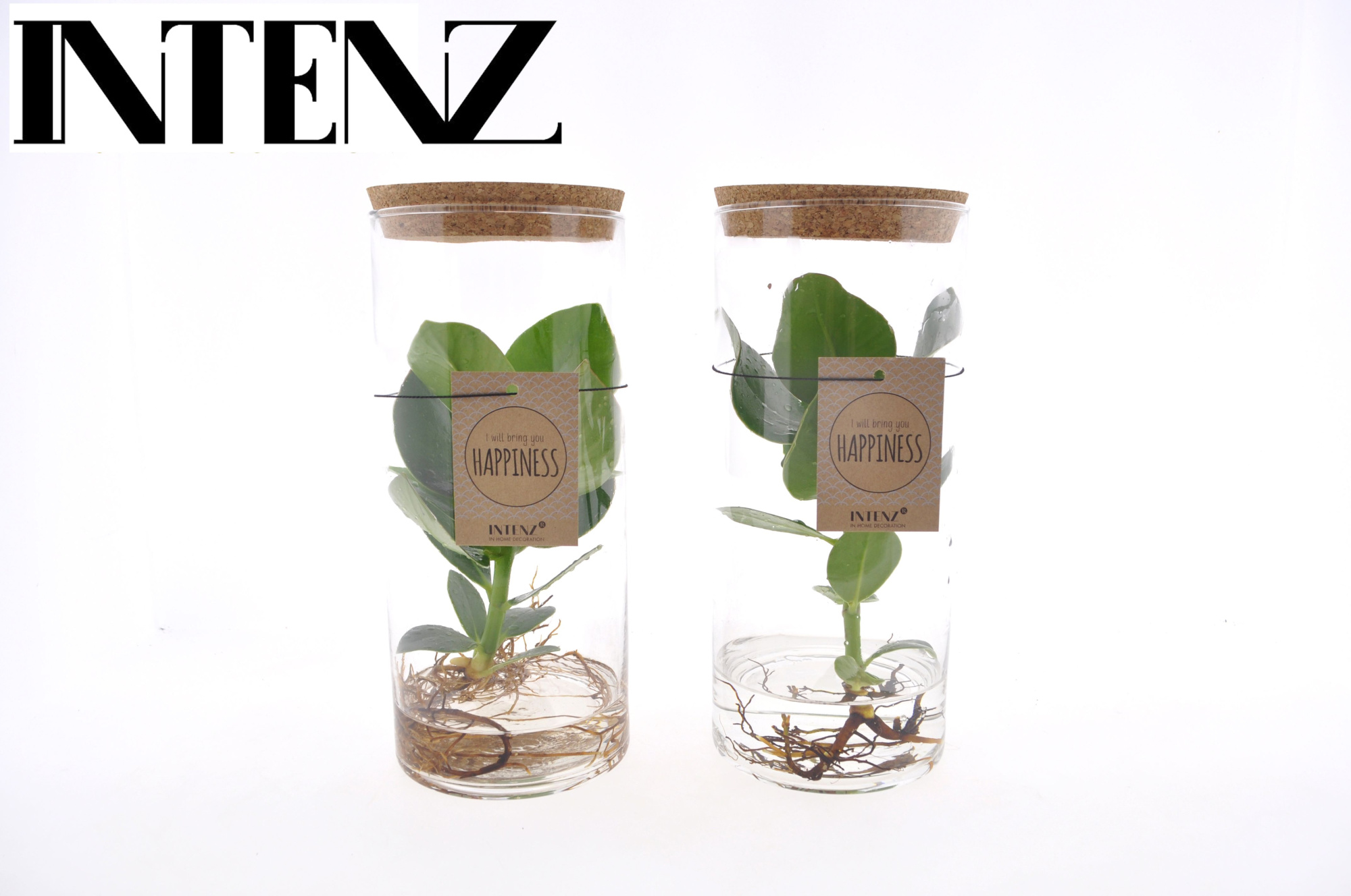 Clusia in Tube glas Medium, D 12 cm