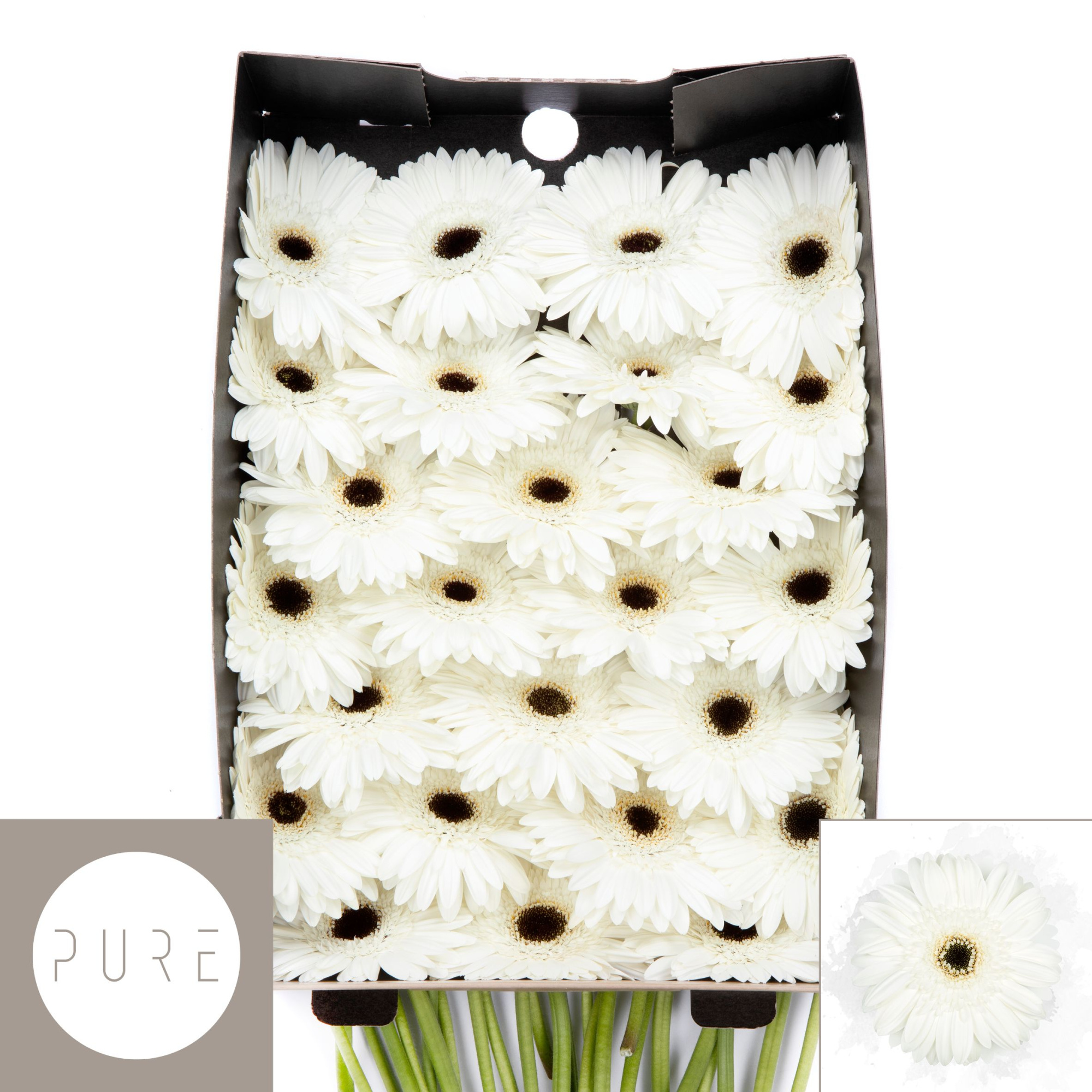 Гербера Вайт Хаус x50, шт.