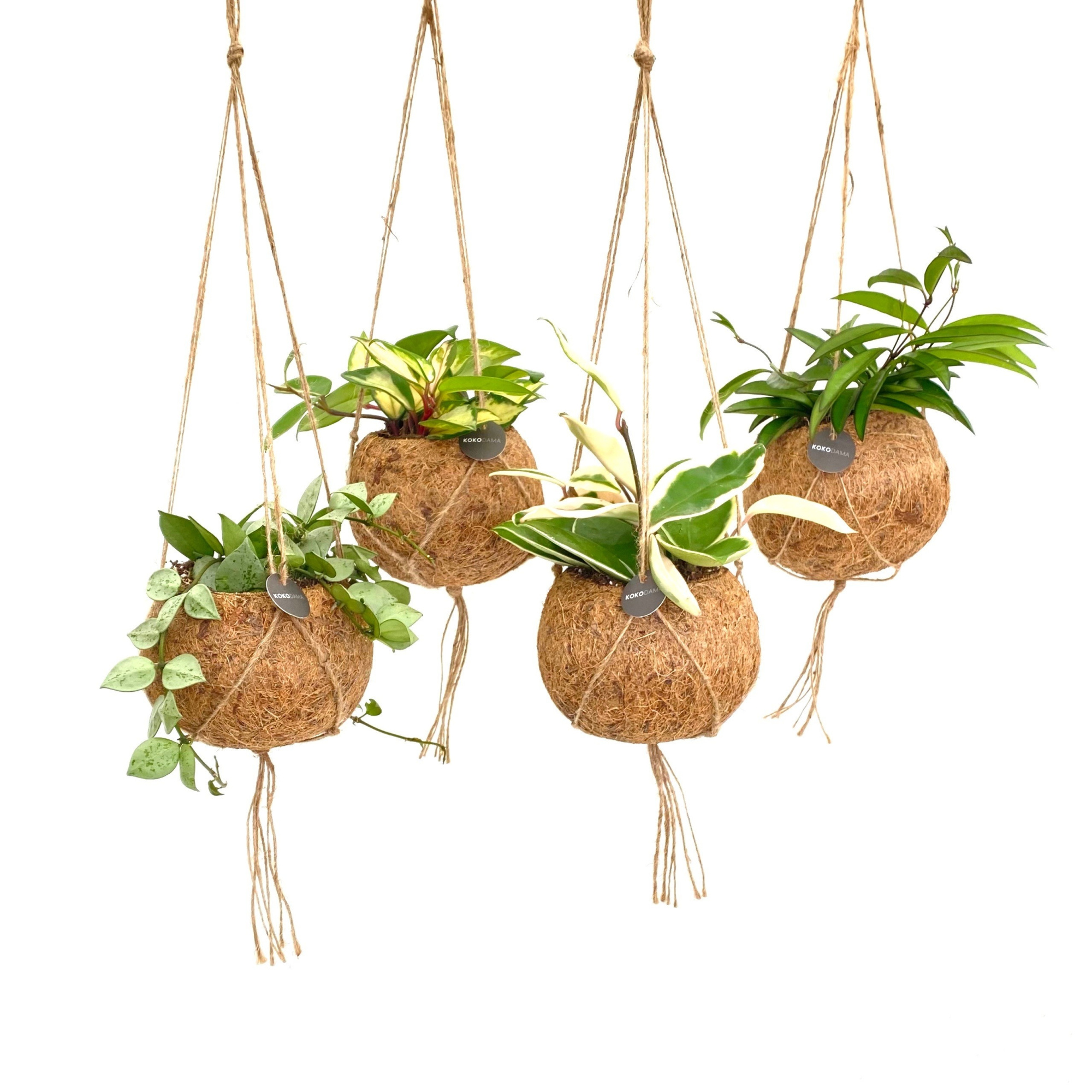 Kokodama 12 cm Hanging mix, D 12 cm