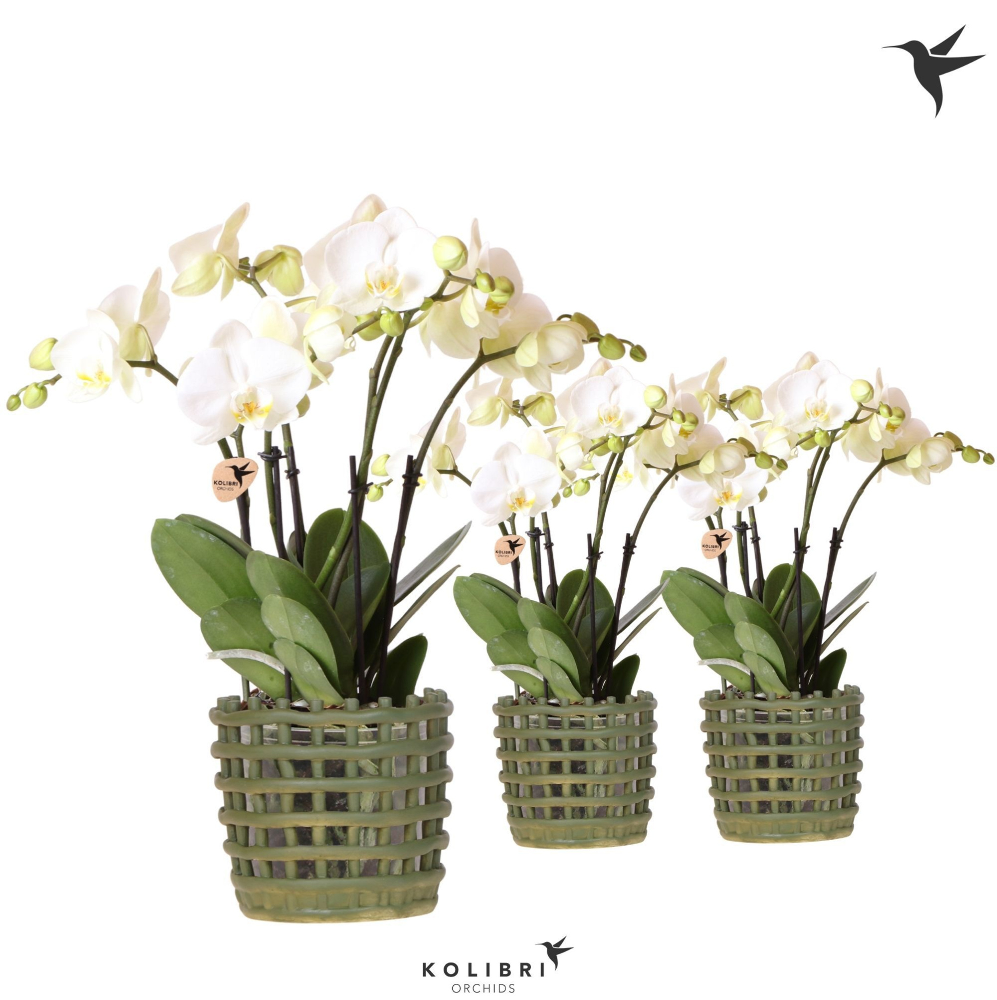 Kolibri Orchids Phalaenopsis Jewel Ghent 4 spike in Mesh pot green, D 12