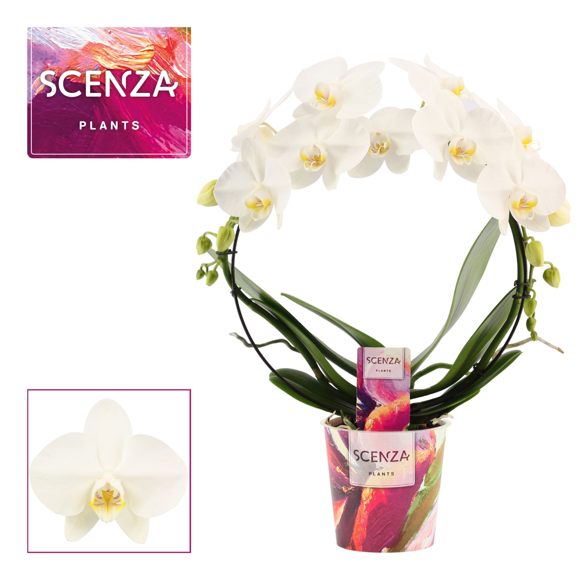 Phalaenopsis boog wit (Scenza), D 12 cm