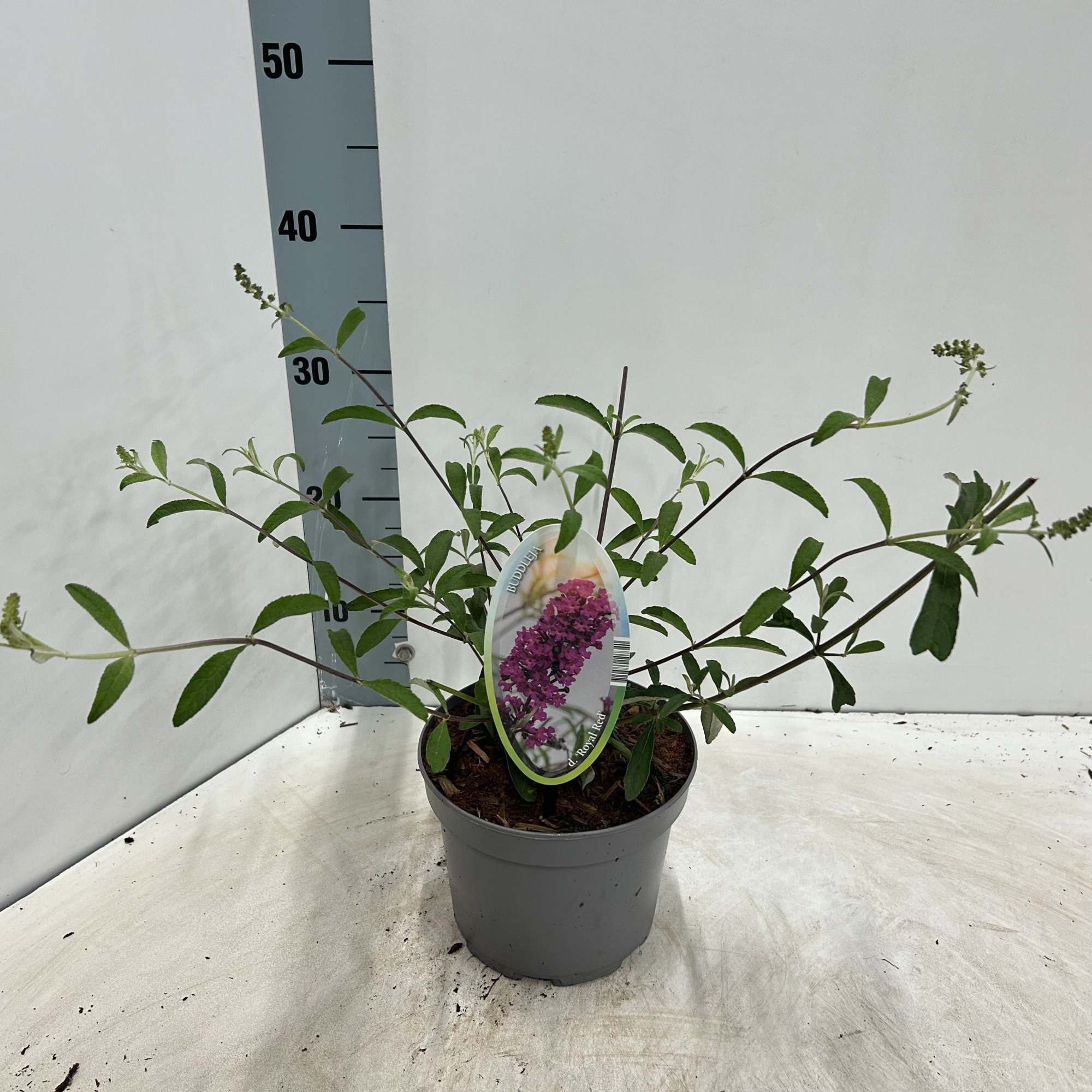 Buddleja dav. 'Royal Red', D 17 cm
