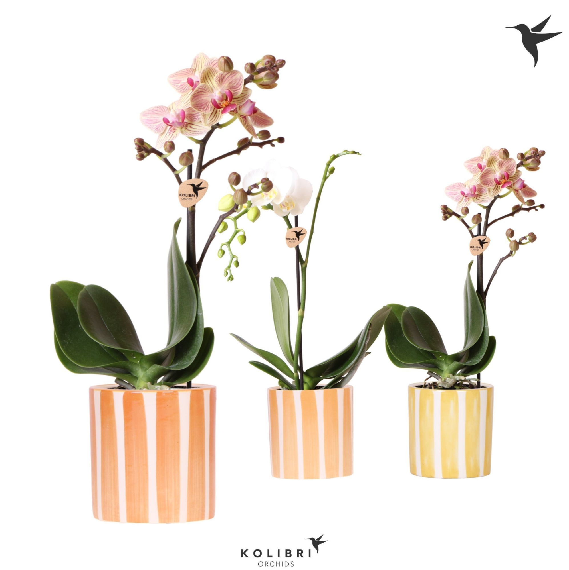 Kolibri Orchids Phalaenopsis mix 1 spike in Painted Stripe yell, D 9