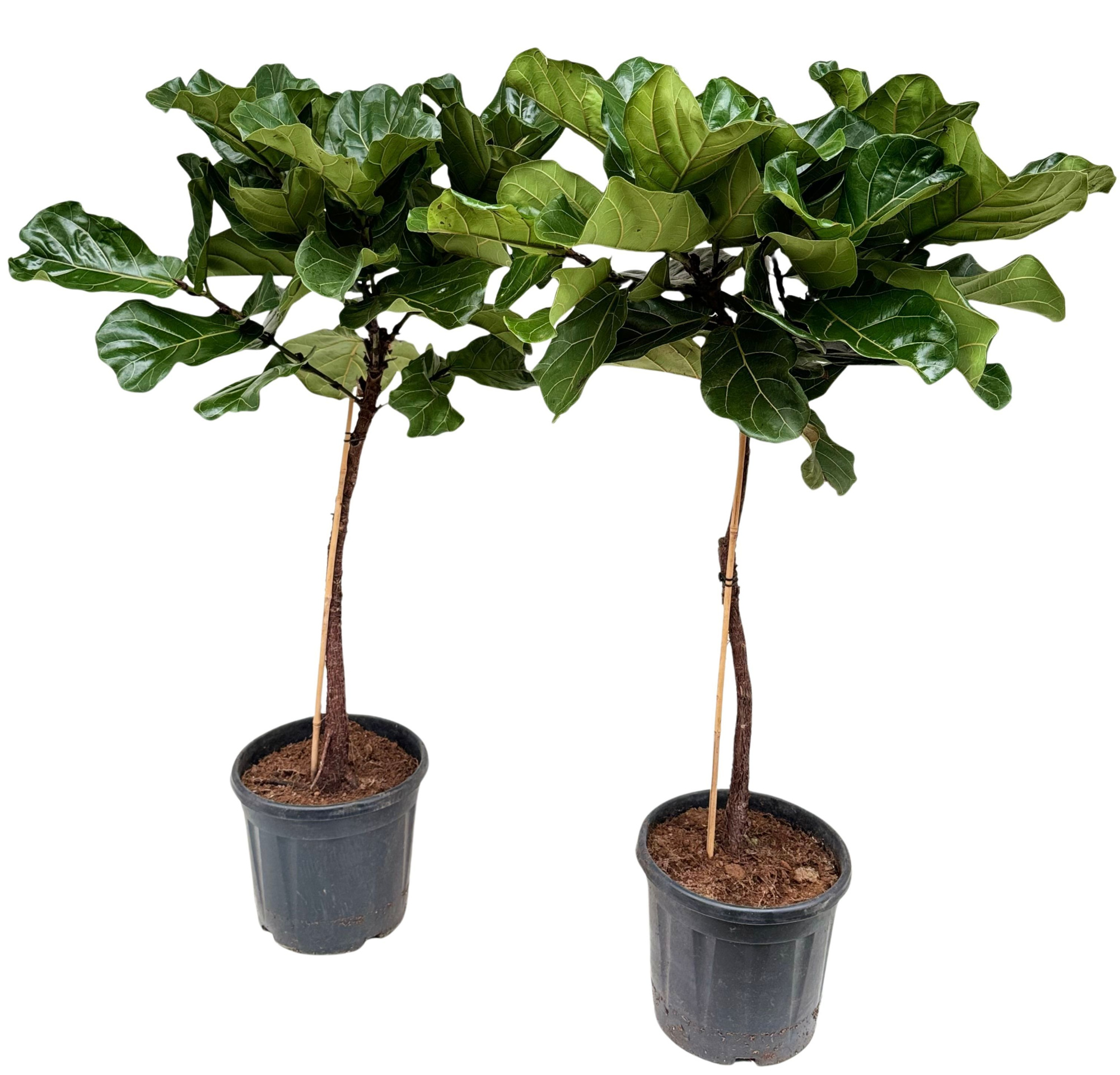 Ficus lyrata P30 stam, D 30 cm