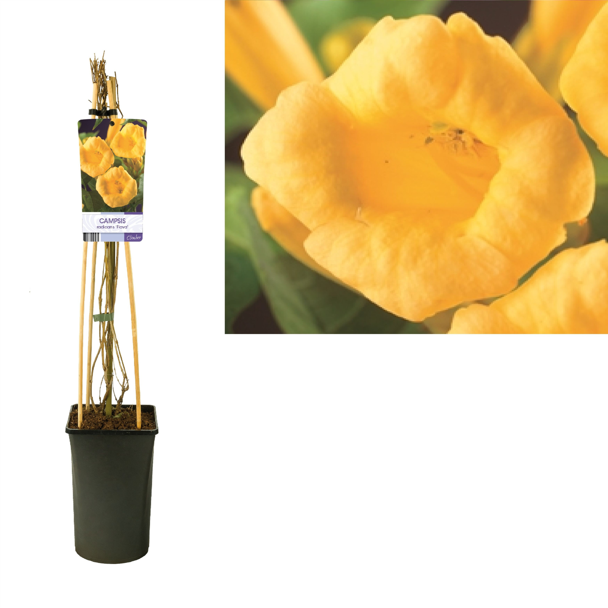 Campsis radicans 'Flava' +light label, D 17 cm
