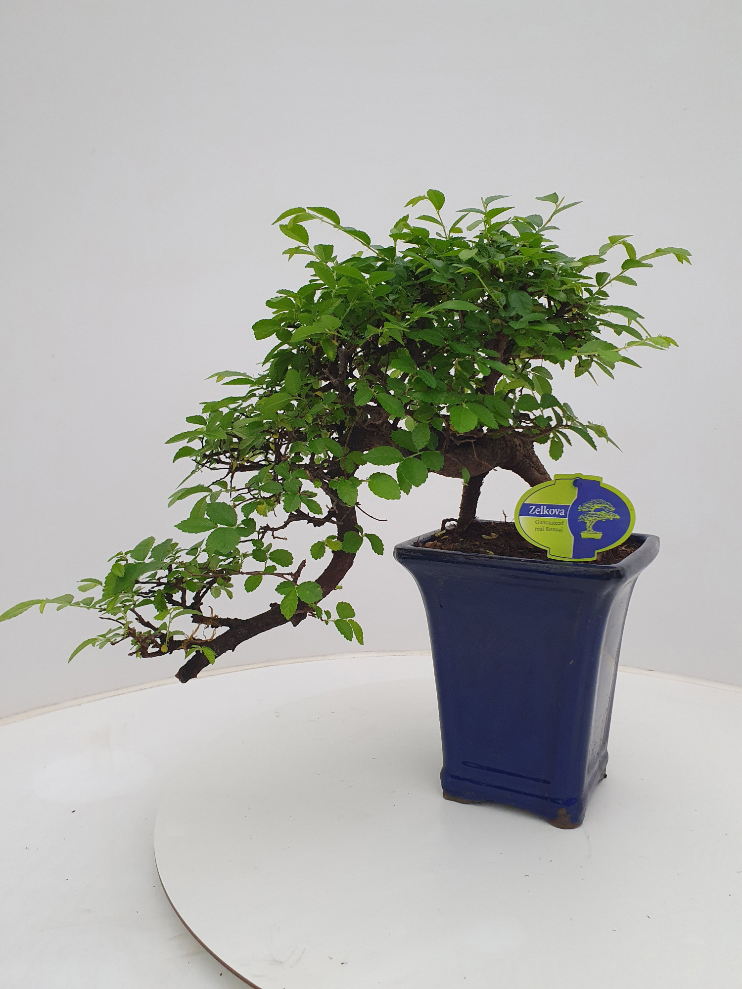 Zelkova parvifolia, 16cm., cascade, without drip tray, D 16