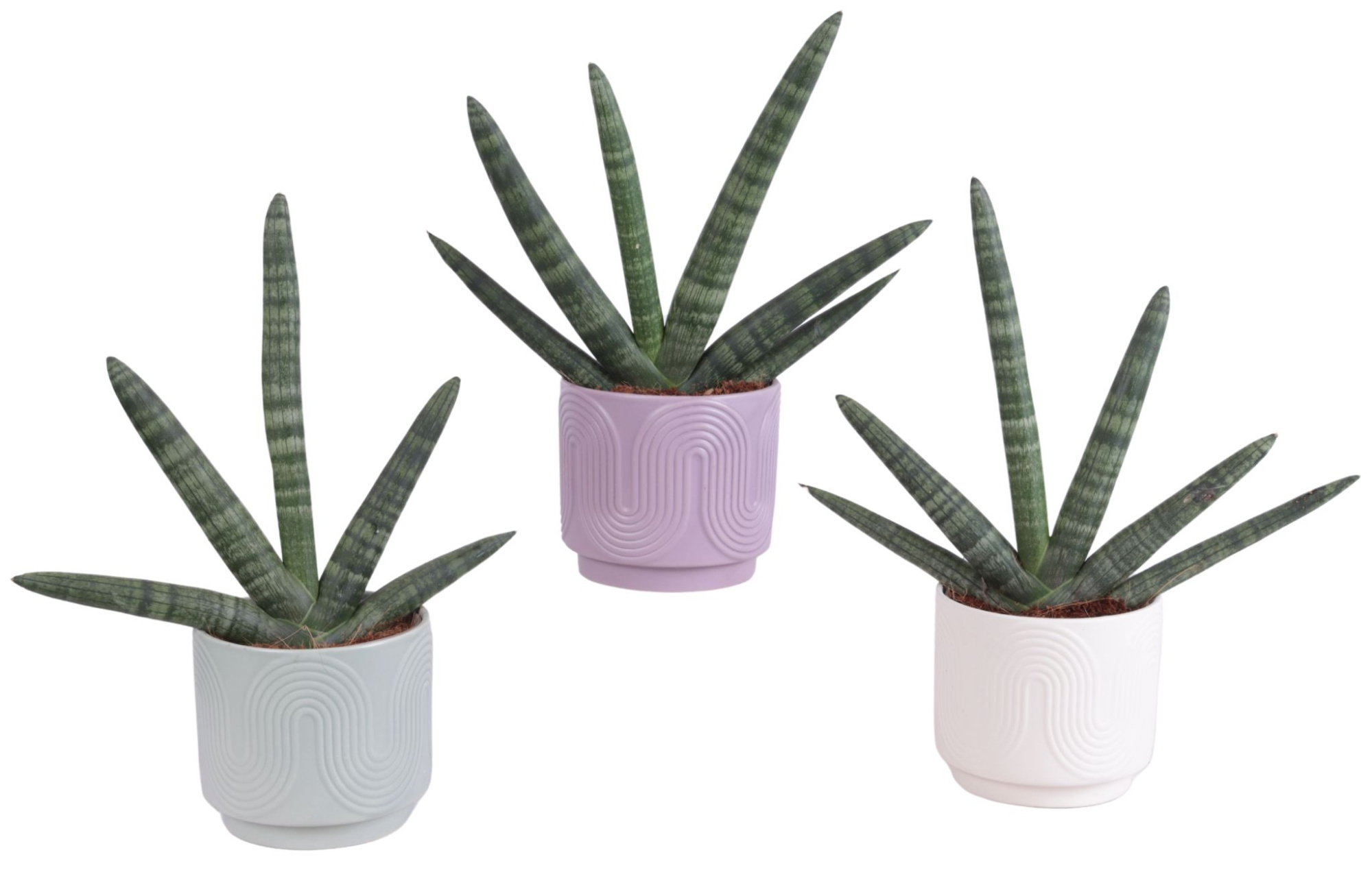 Sansevieria Cylindrica Handshake in Ø14cm Ceramic SE571, D 14 cm