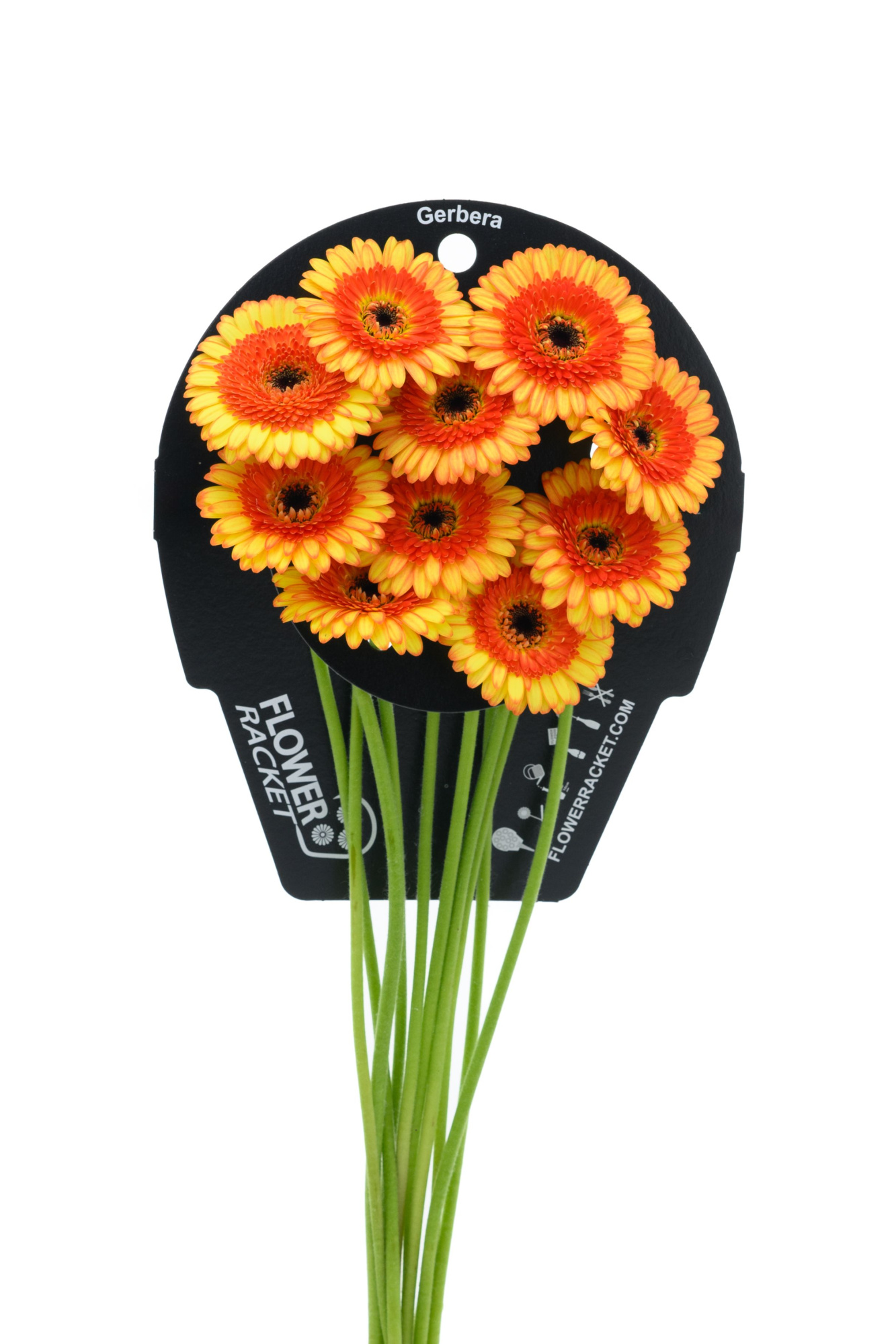 Гермини Дэкора, шт.