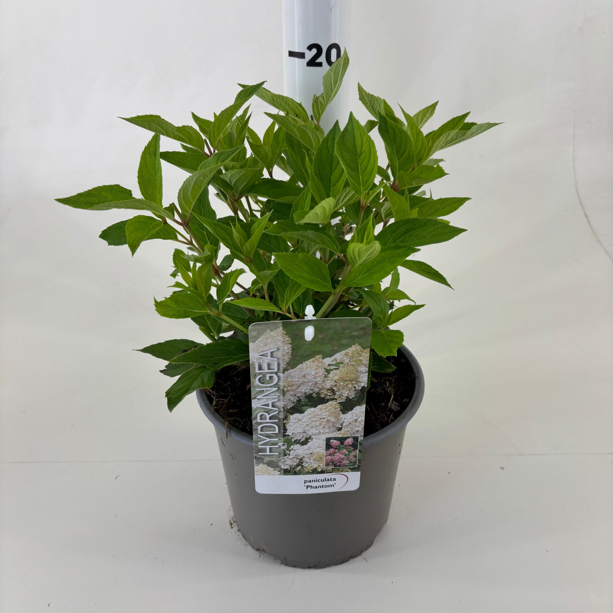 Hydrangea pan. 'Phantom', D 19 cm