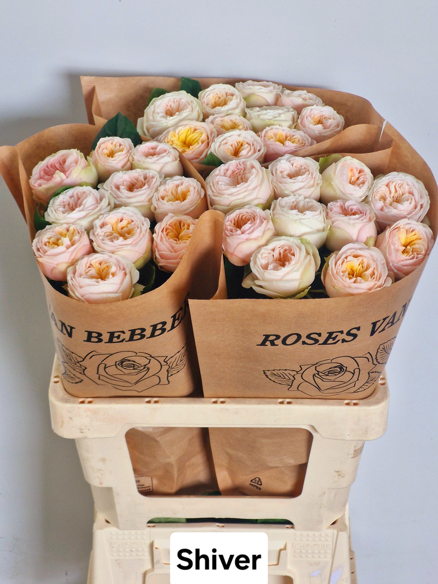 Роза од. Шивер! 60, шт.