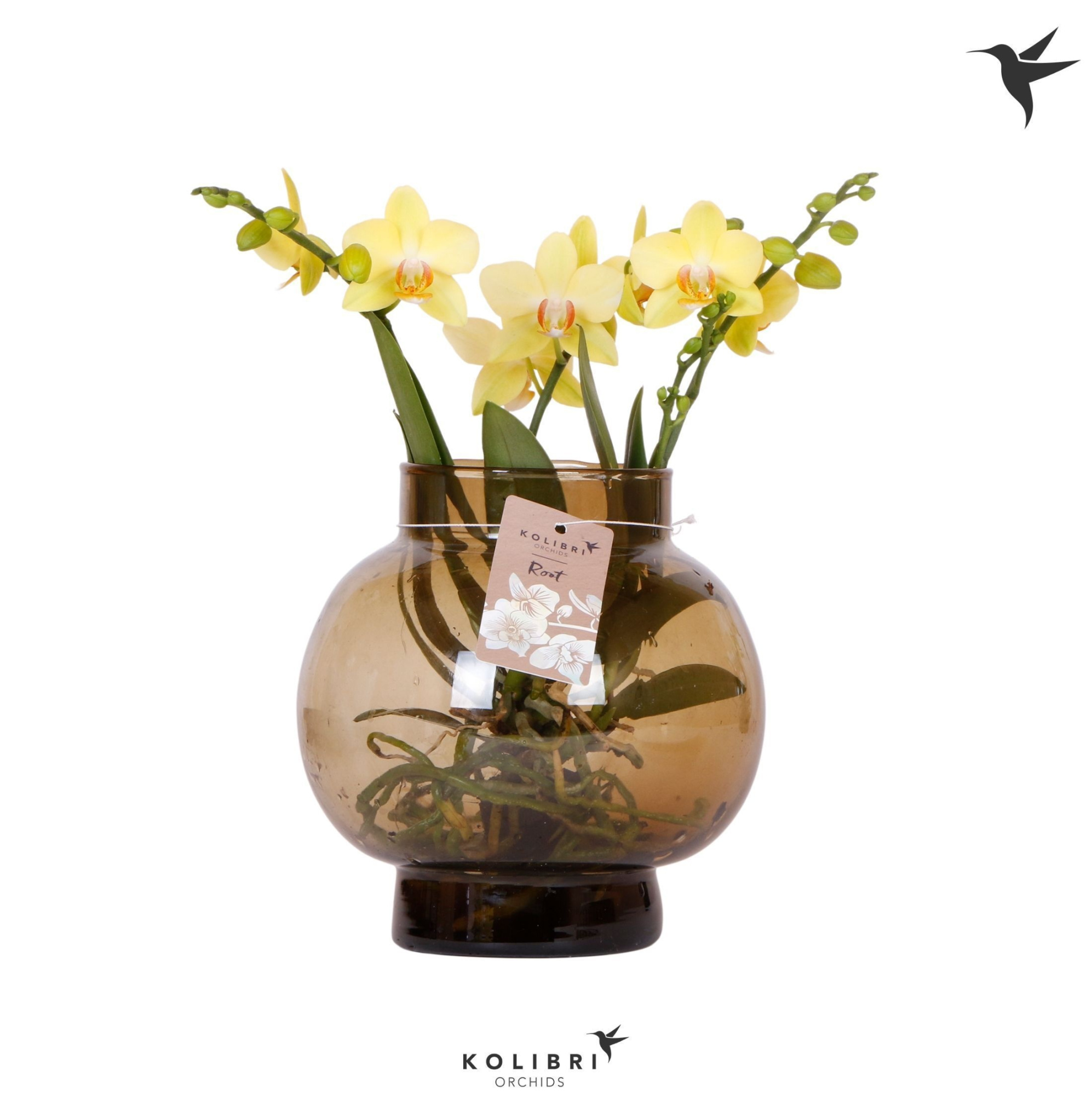 Kolibri Orchids Phalaenopsis Roots yellow in glas bowl brown, D 16 cm