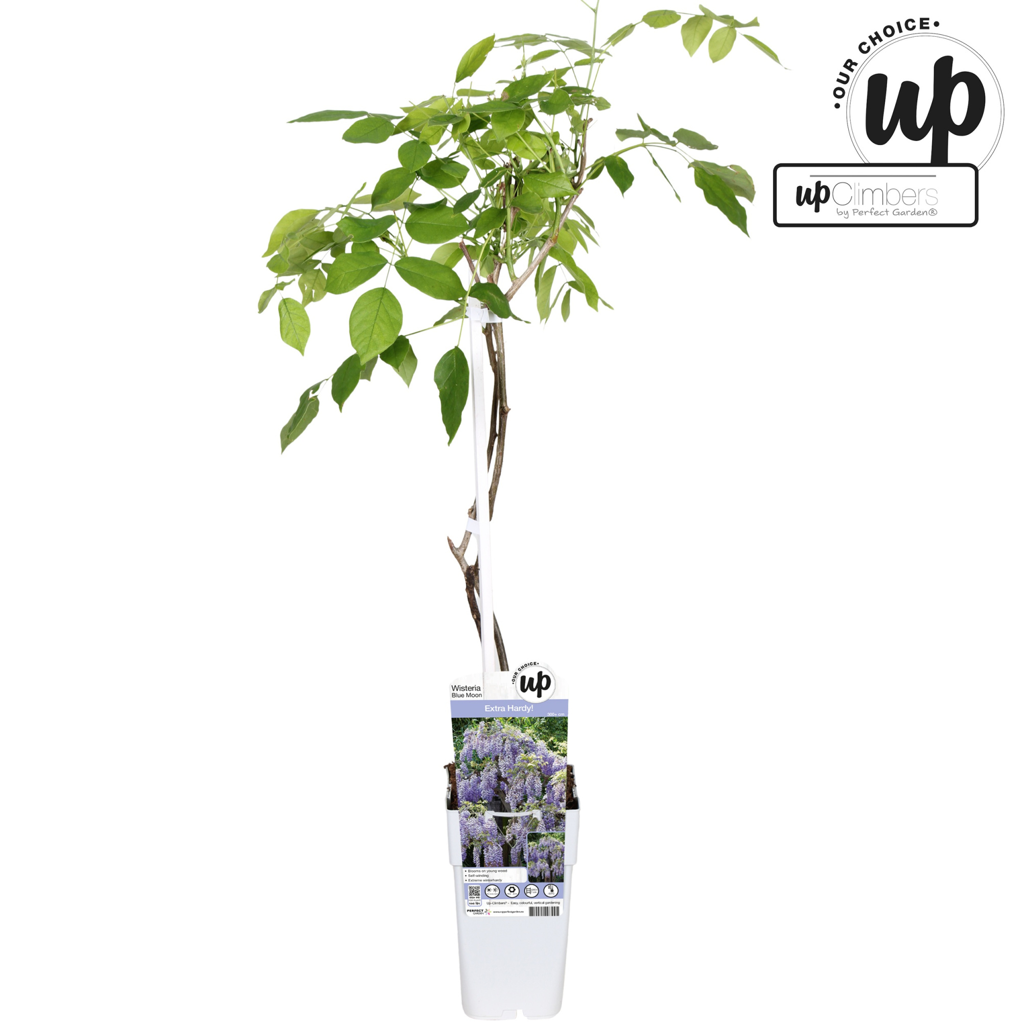 Wisteria macrostachya Blue Moon P15, D 15 cm