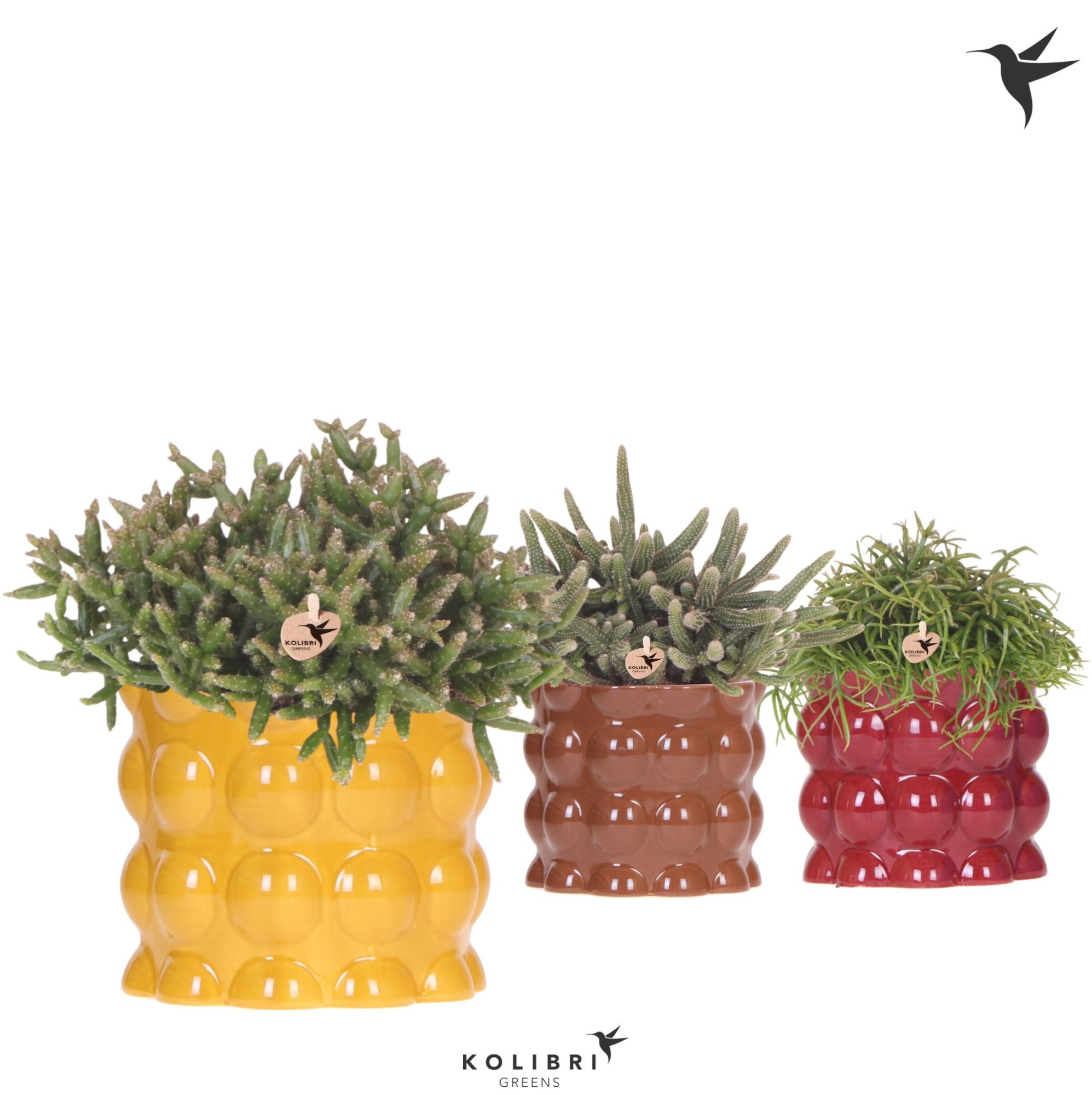 Kolibri Greens Rhipsalis mix in Cotton pot yellow mix, D 12 cm