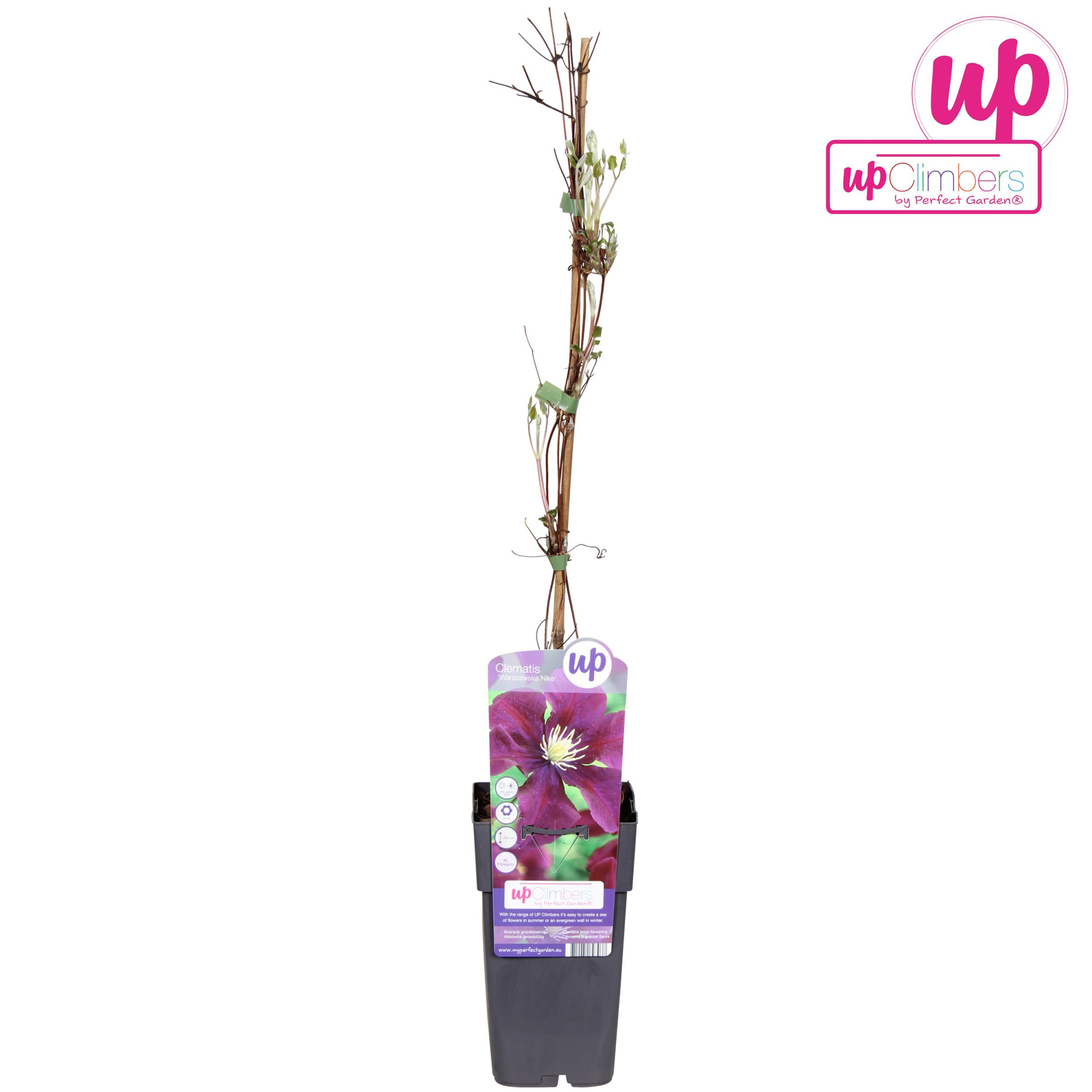 Clematis Warszawska Nike P15, D 15 cm