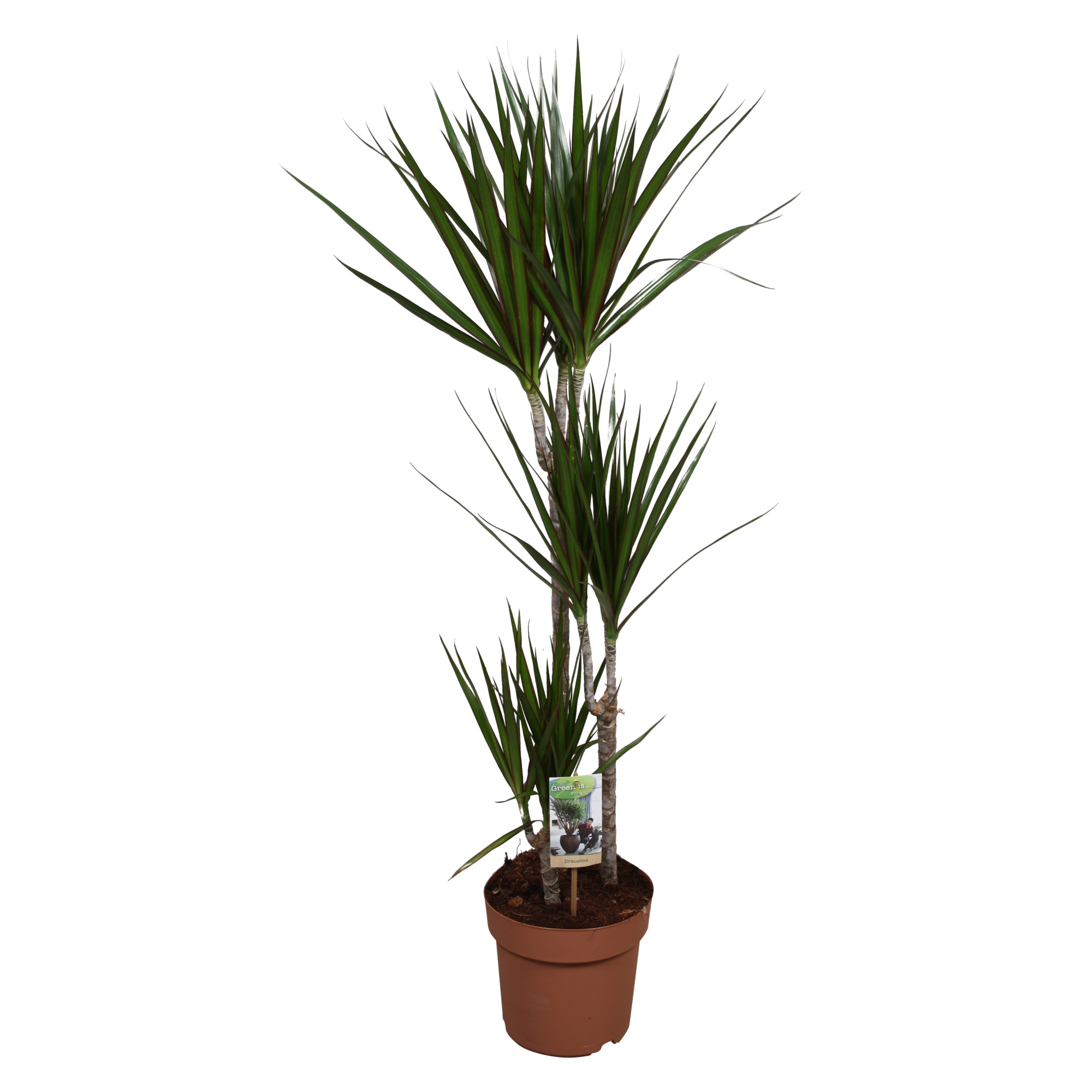 Dracaena Marginata 60-30-15, D 21