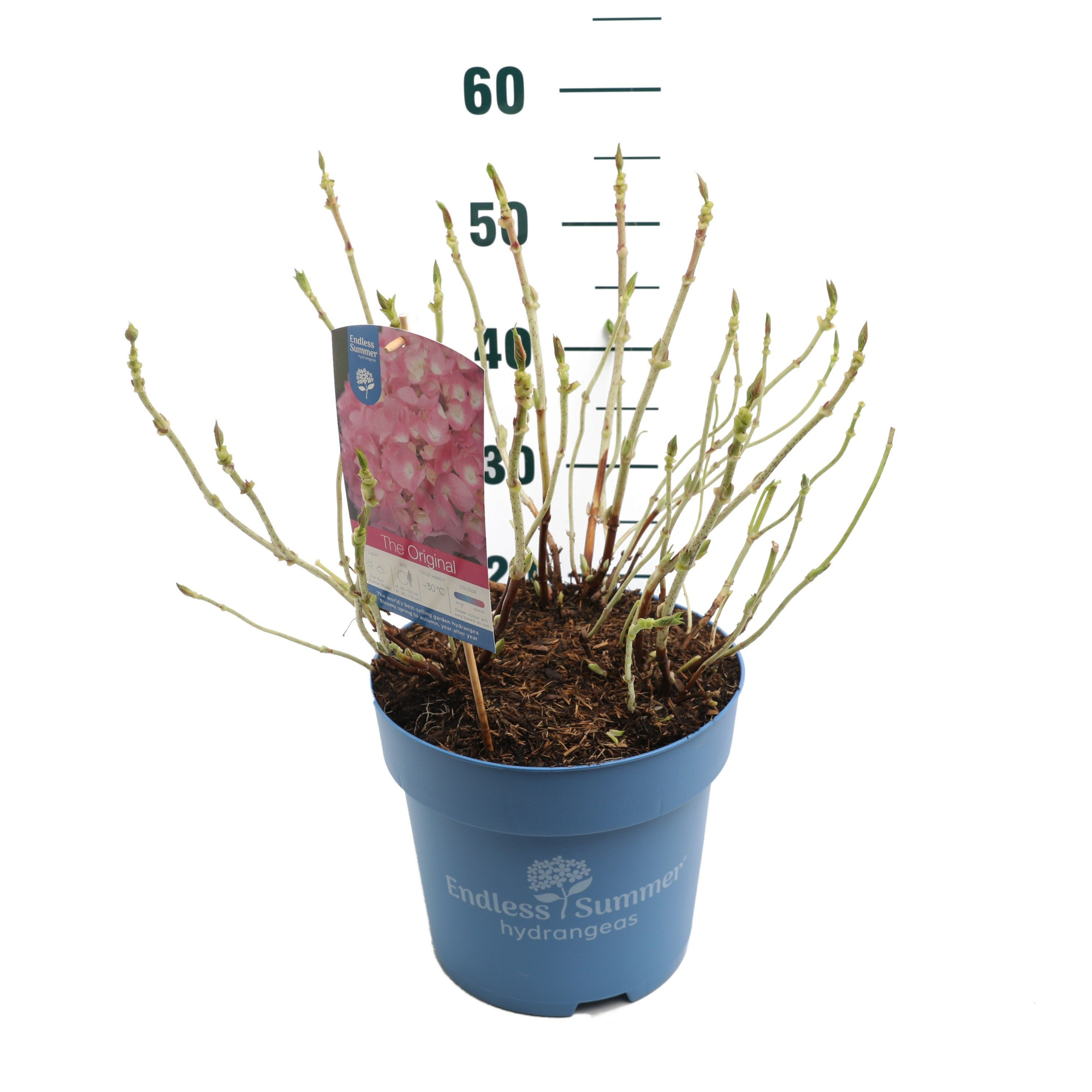 Hydrangea 'The Original Pink' - P27 - Endless Summer, D 27