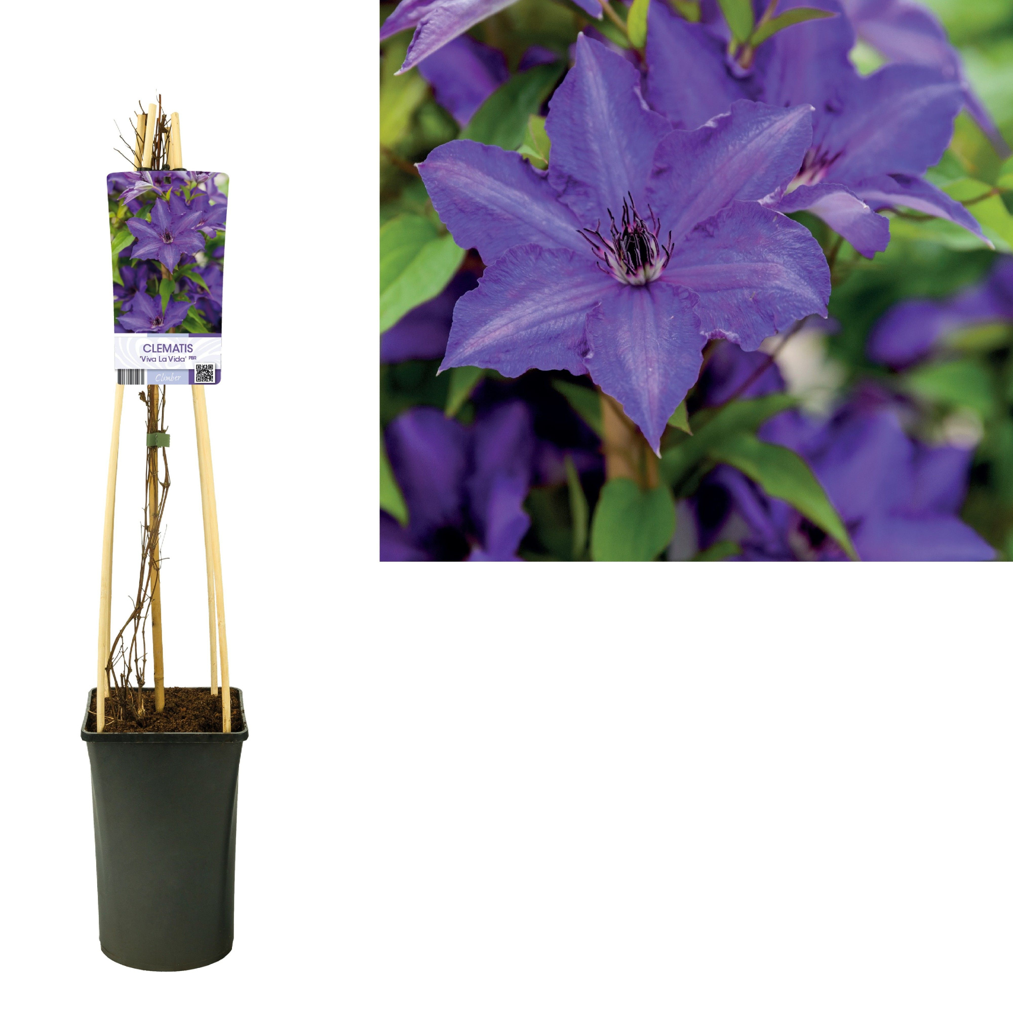 Clematis ‘Viva La Vida’ PBR +light label, D 17
