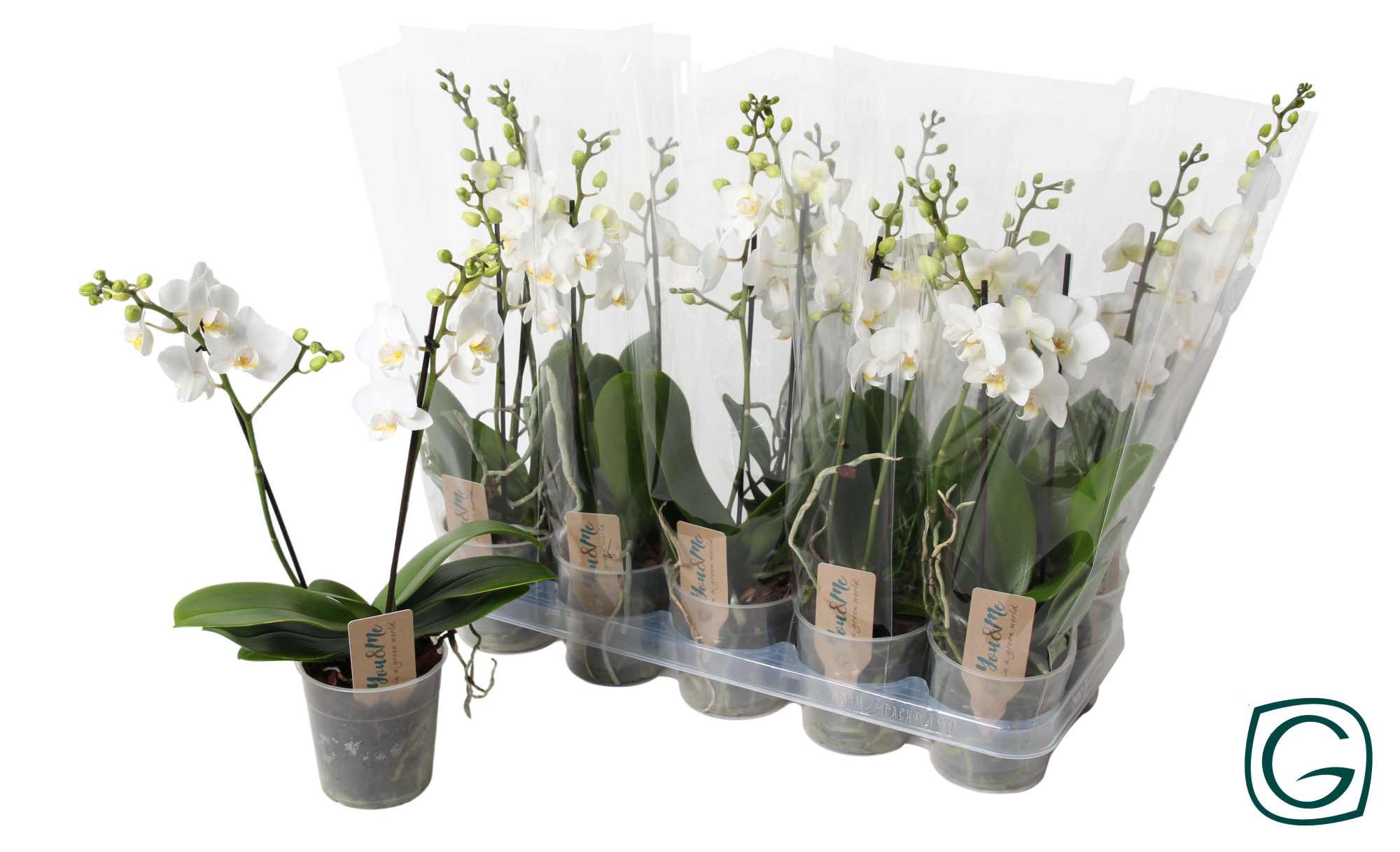 Multiflora 2tk white 22+, D 12 cm