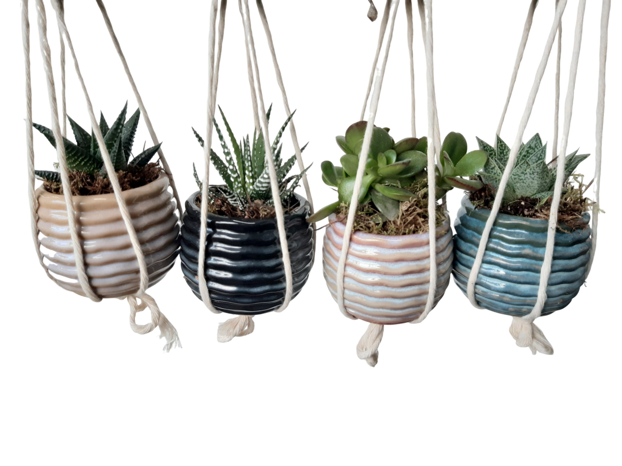 RP8HP Rise Pot Klein mini succulentmix, D 8