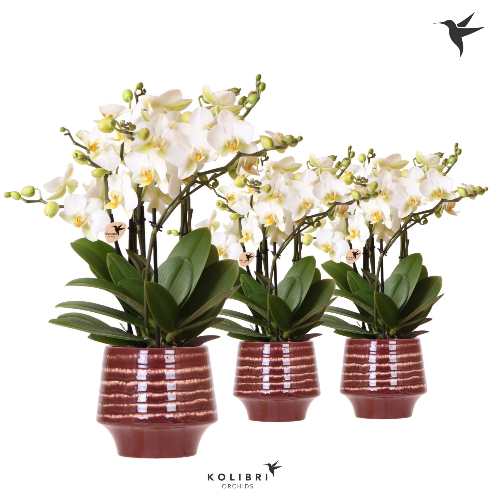 Kolibri Orchids Phalaenopsis Blossom Lausanne 6 spike in Moonstone pot red, D 12