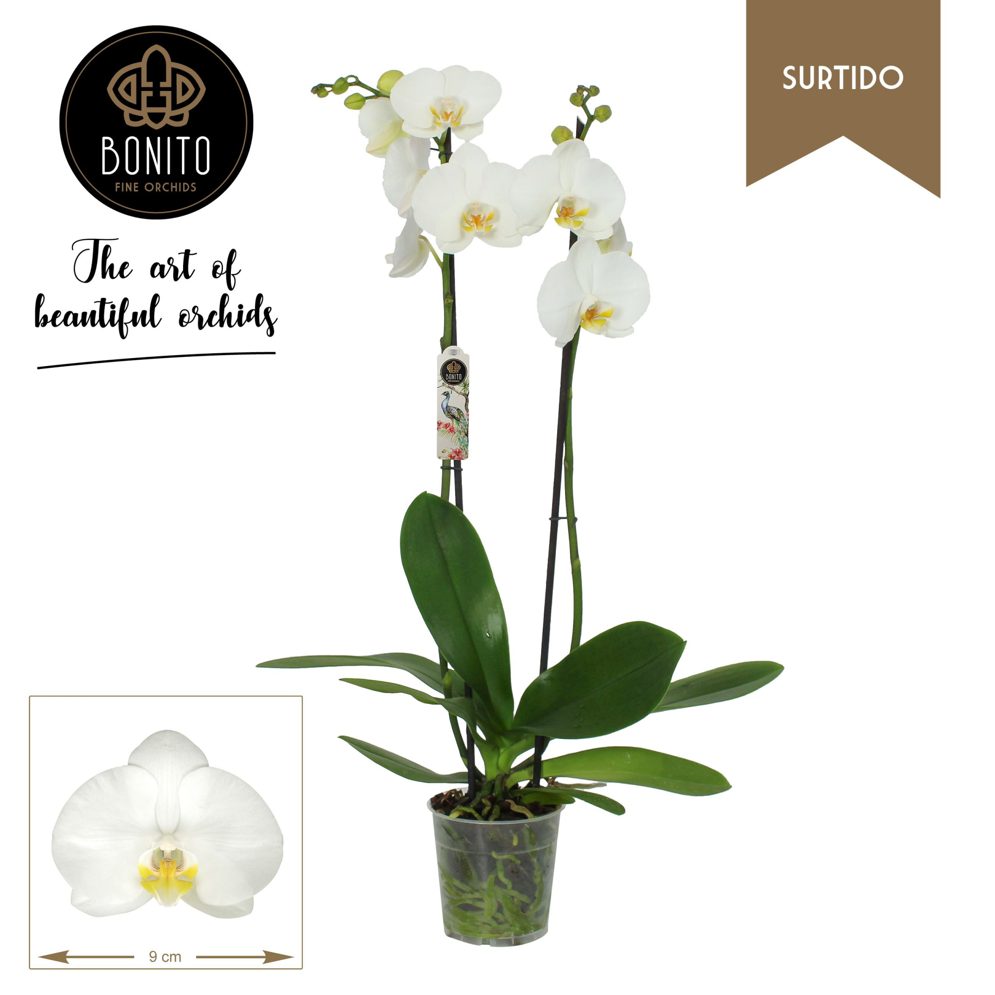 Phal. Surtido - Nottingham 2-Tak, D 12 cm