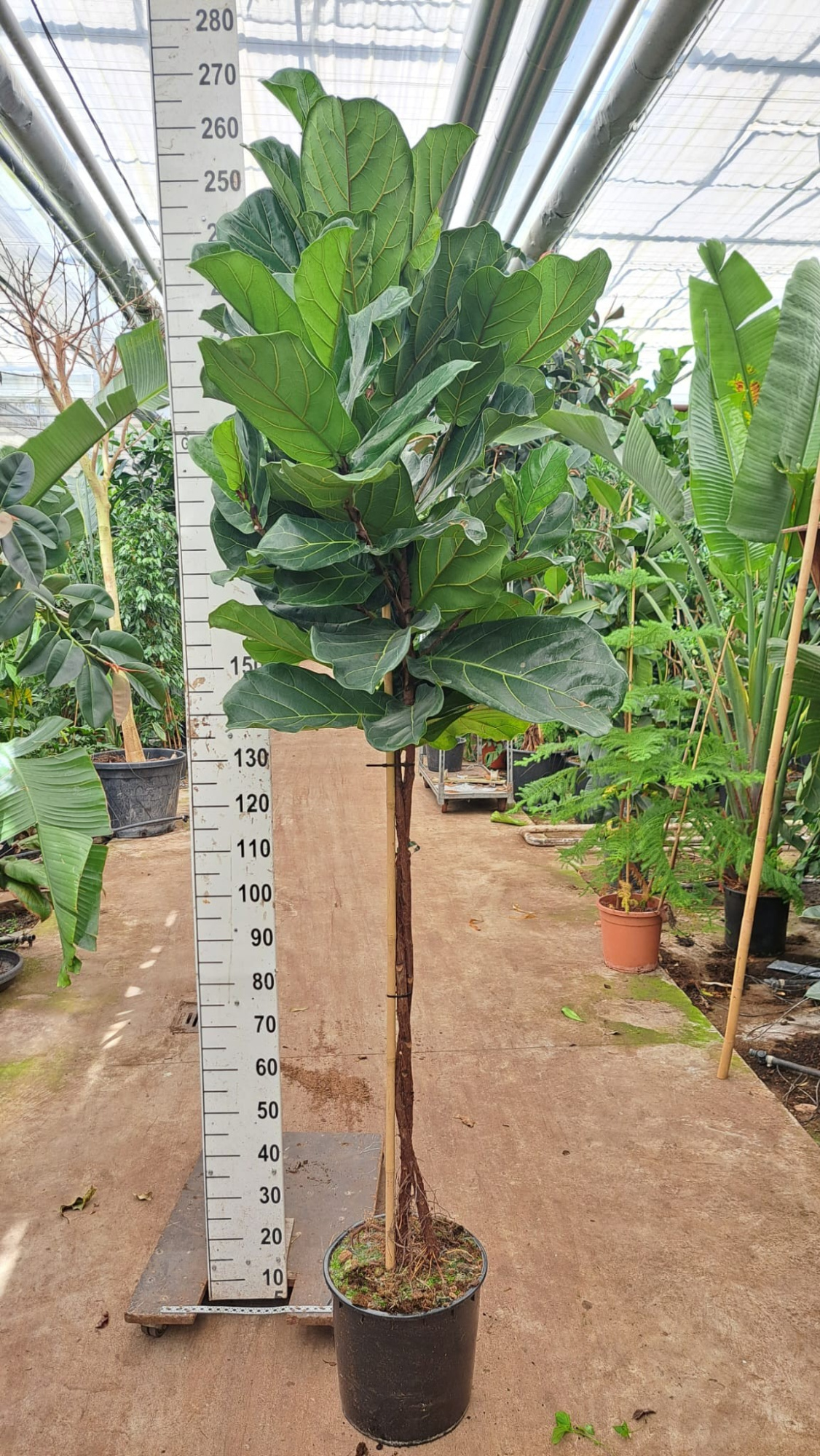 Ficus Lyrata multistam 250, D 30