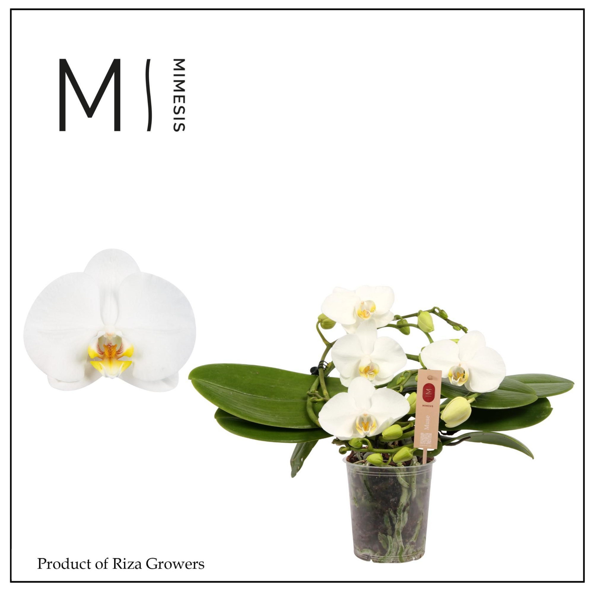 Phalaenopsis Muse White 25+ - 12cm | Mimesis, D 12 cm