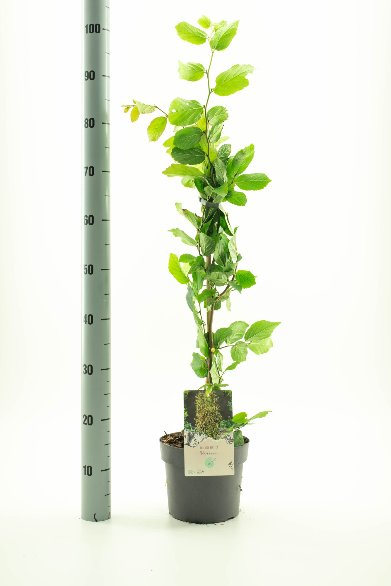 Parrotia persica 'Venessa' 1 stok gebonden, D 19 cm