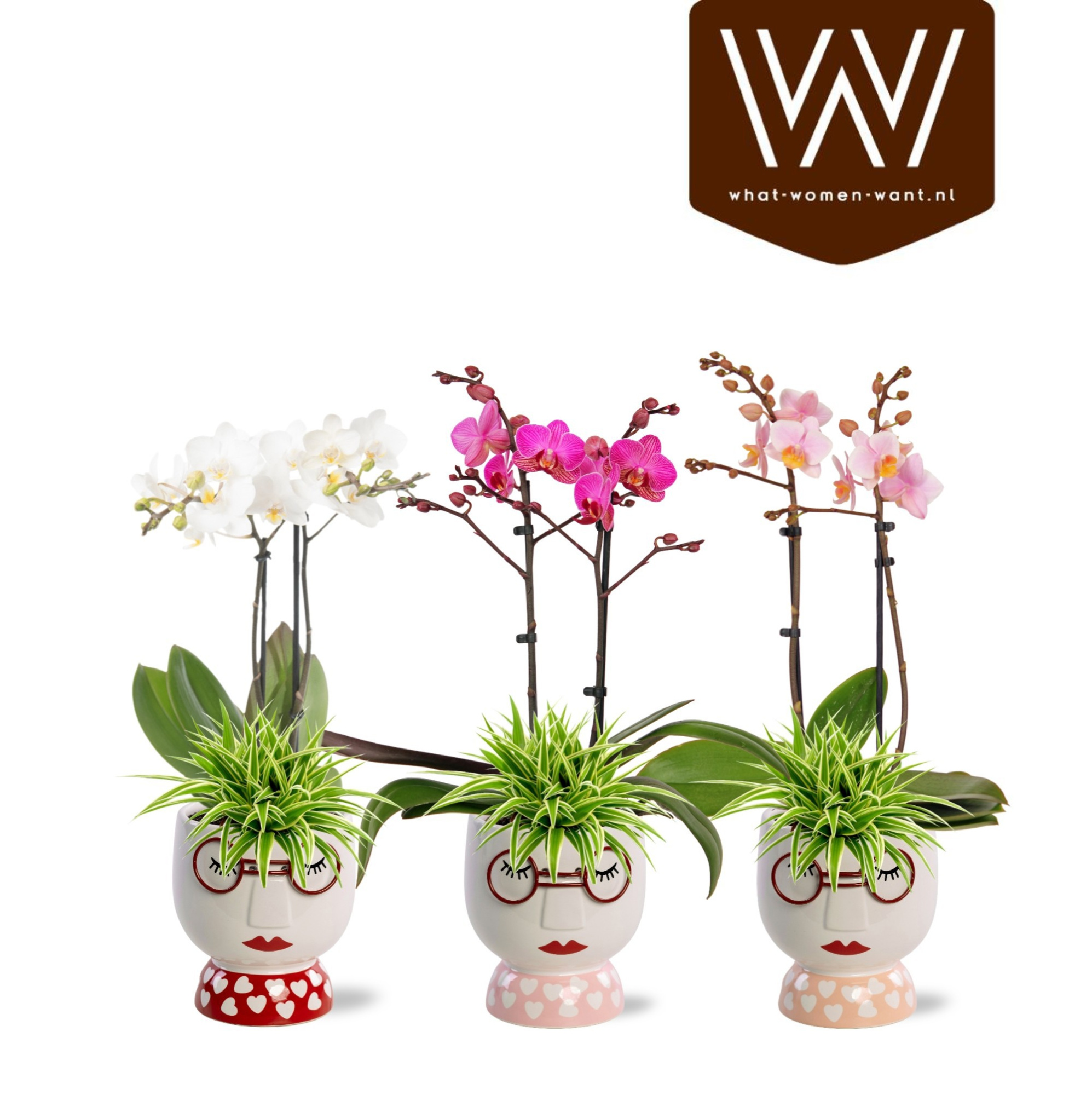 Collectie "Sympathetic Moods" - Arrangement in pot Steffie, D 12